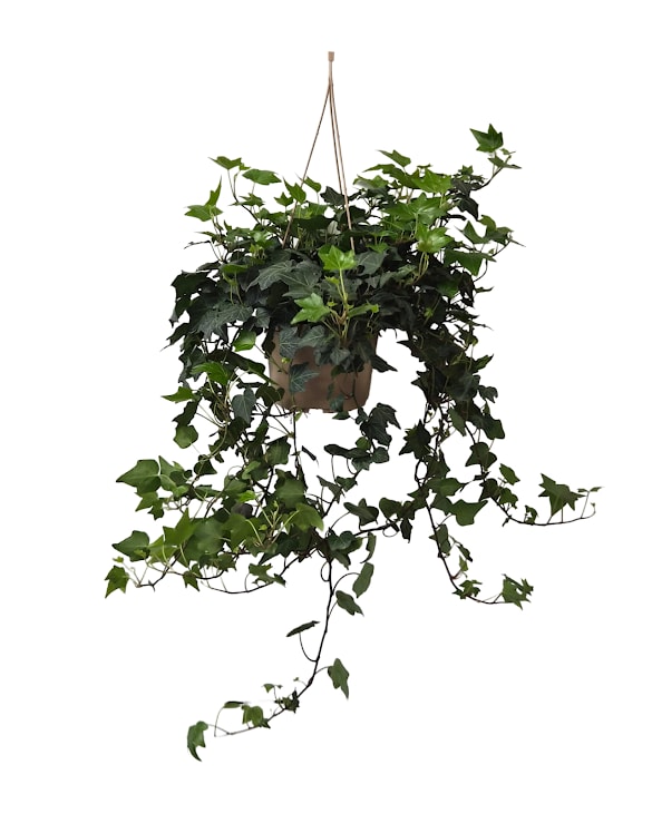 Hanging Ivy Plant - Select this full and lush hanging ivy plant. Approximately 26" in length by 10-12" wide.