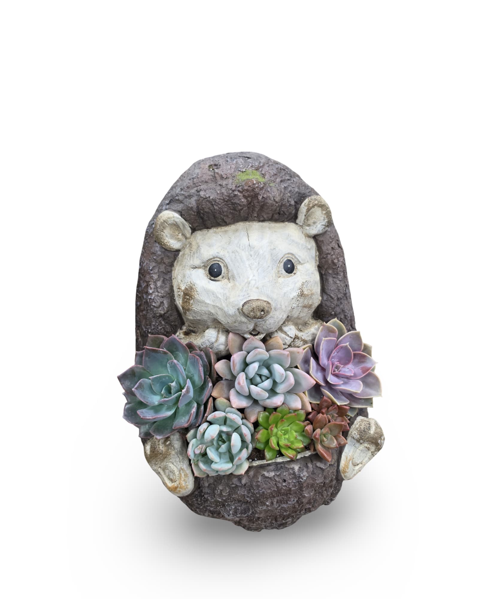 Hedgehog Succulent Planter - Select this ceramic hedgehog filled with a variety of succulents.   Each planter may vary with the specific variety of succulent.