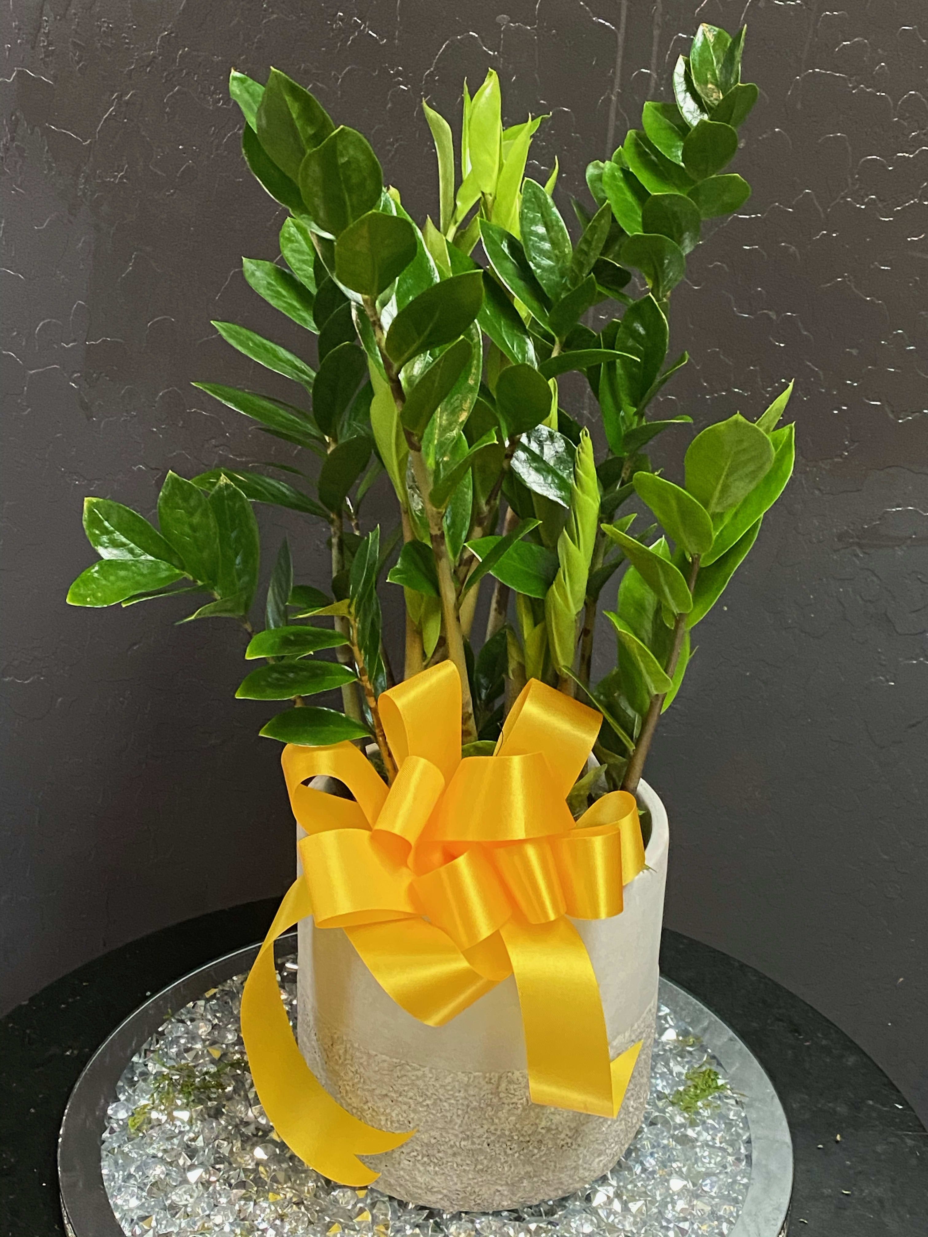 ZZ Plant (Zamioculcas zamiifolia) - ZZ Plant (Zamioculcas zamiifolia)