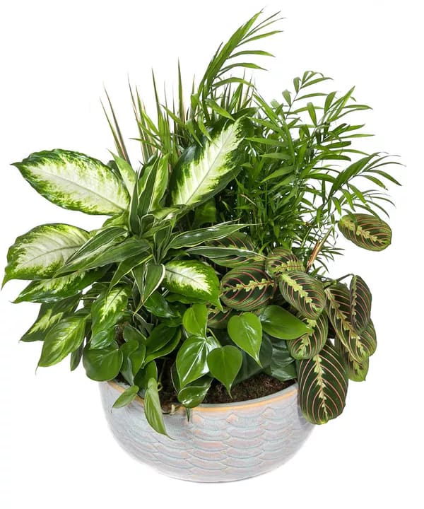 Large Dish Garden Plant - A mixture of colorful foliage plants in a ceramic planter. 