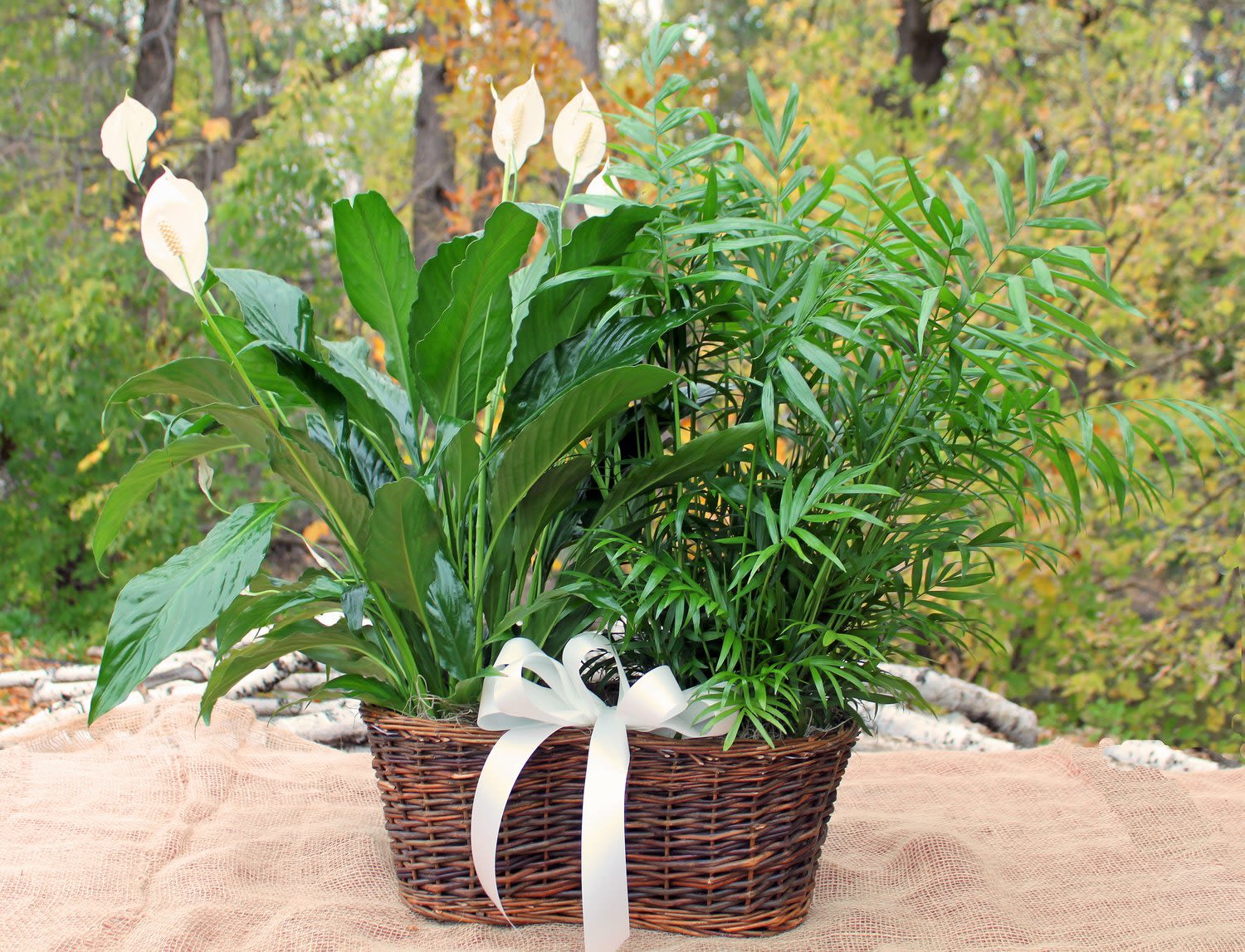 Double Plant Basket  - A double plant basket typically features two potted plants arranged together in a single decorative basket. These baskets make for beautiful and thoughtful gifts, adding a touch of greenery and elegance to any space. Plants may vary. 