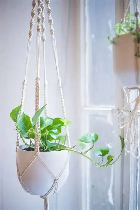 Hanging potted plant with trailing green vines in a macramé holder