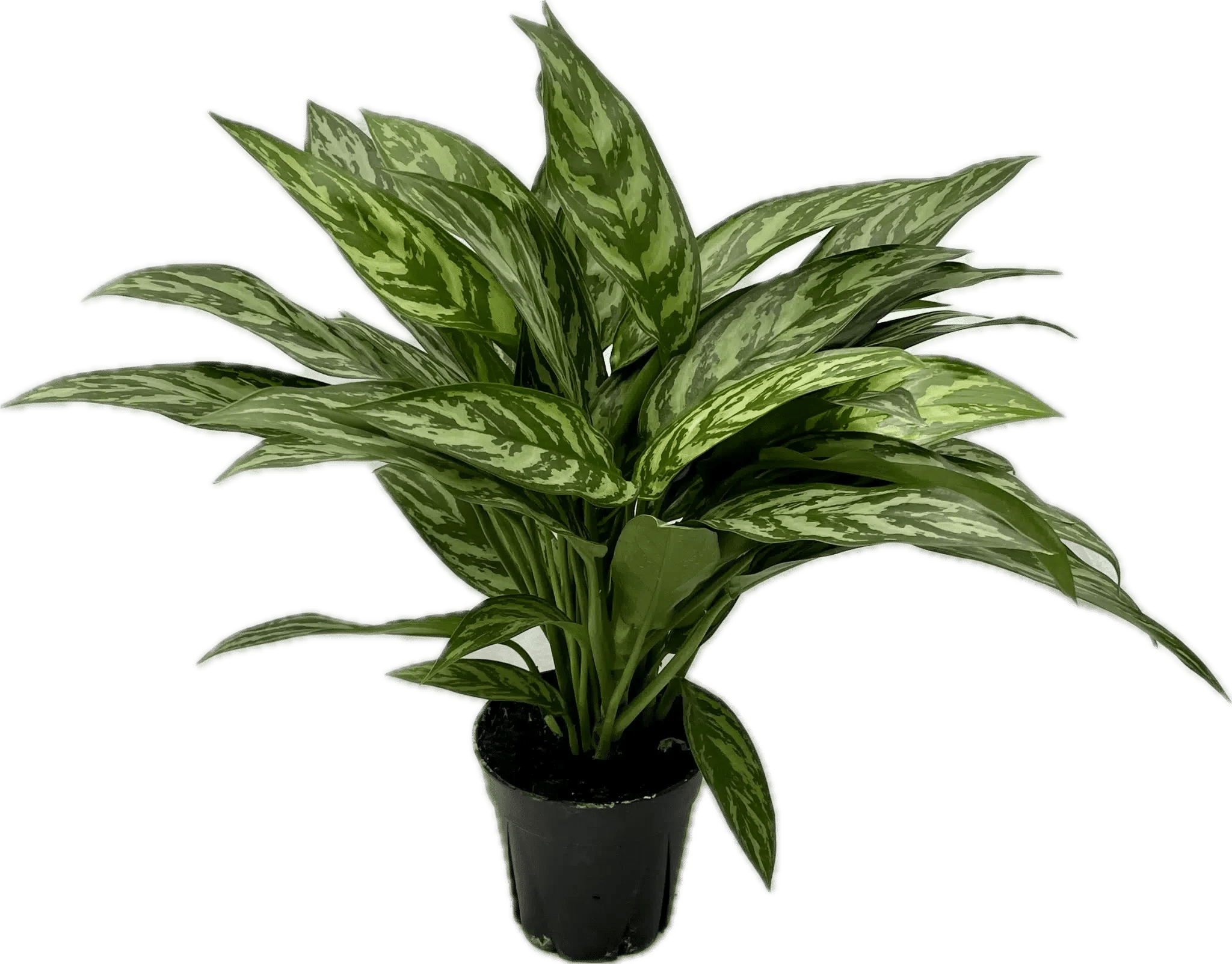 Chinese Evergreen  - Aglaonema (Chinese Evergreen) is a tropical evergreen houseplant known for its colorful, patterned leaves and ability to thrive in low light. It’s one of the easiest indoor plants to grow and comes in many varieties.