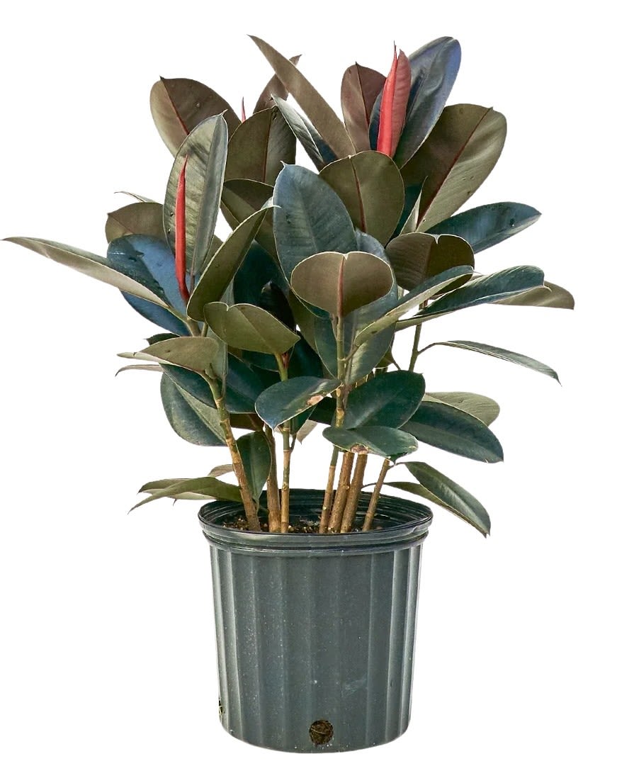 Large Rubber Tree Plant  - The Rubber Tree Plant has attractive round to broad-spreading thick leaves are a very glossy green/burgundy. 
