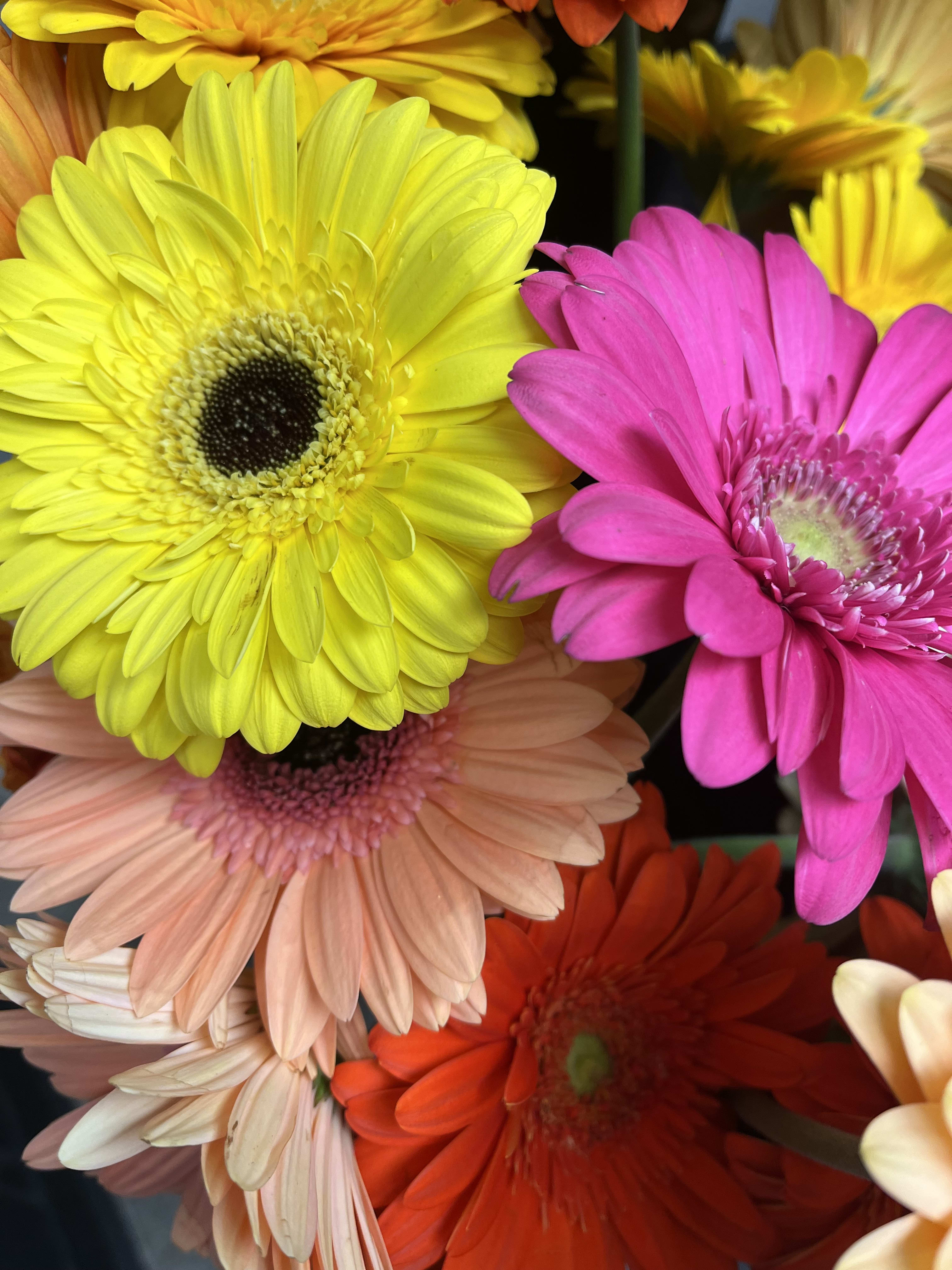 Bright  gerbera daisy bouquet - Wrapped bouquet of all Gerber daisies. Bright colors with some filler and greens to just drop in your own vase 