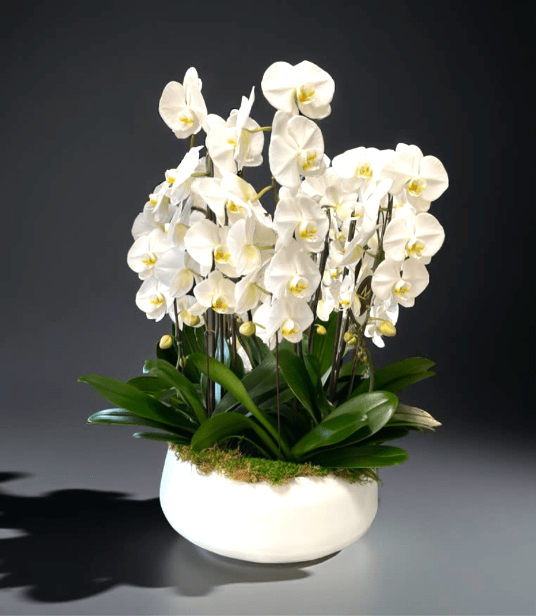 White orchids in a white ceramic pot