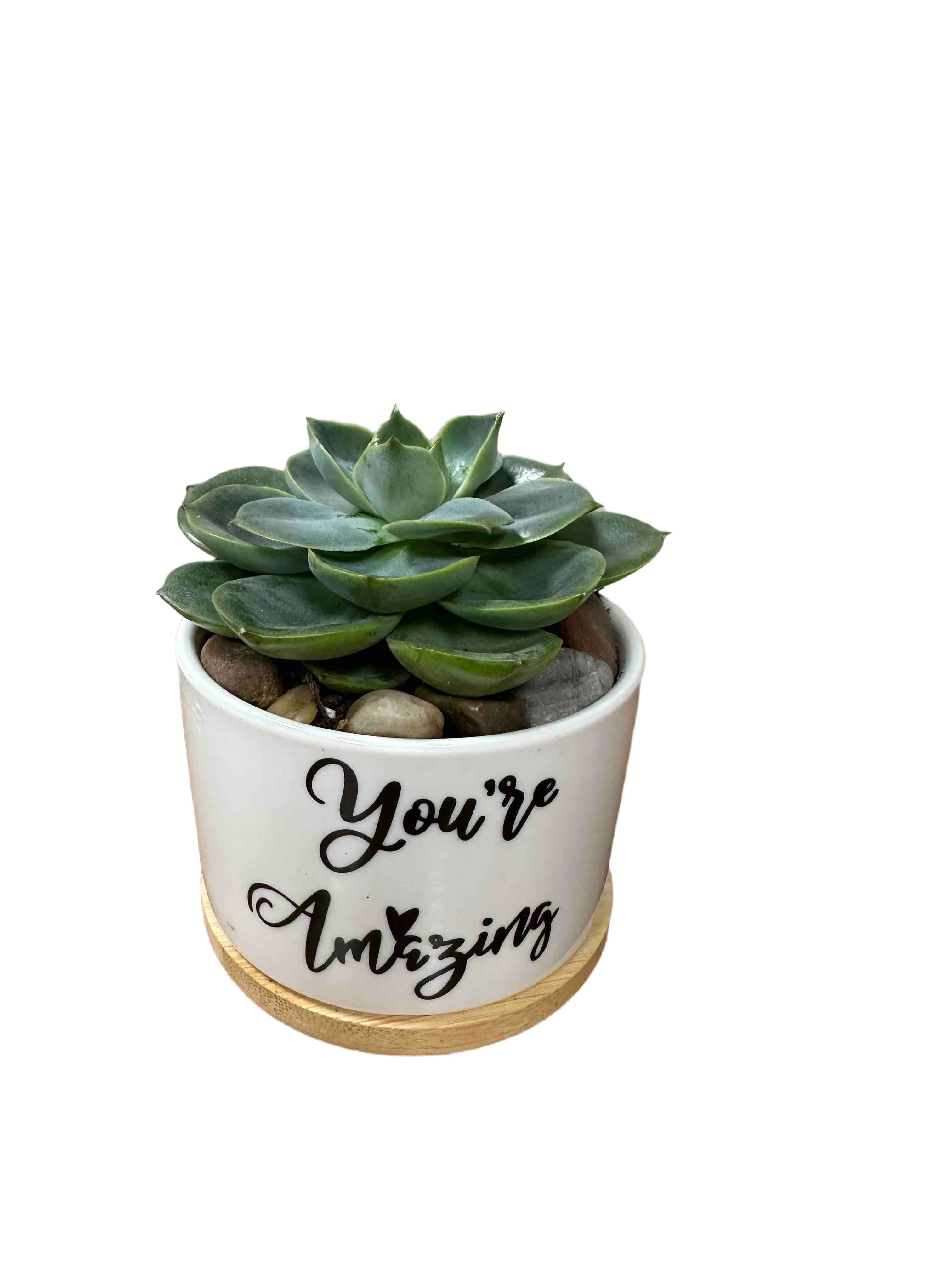 You're Amazing Succulent - Includes vase and succulent