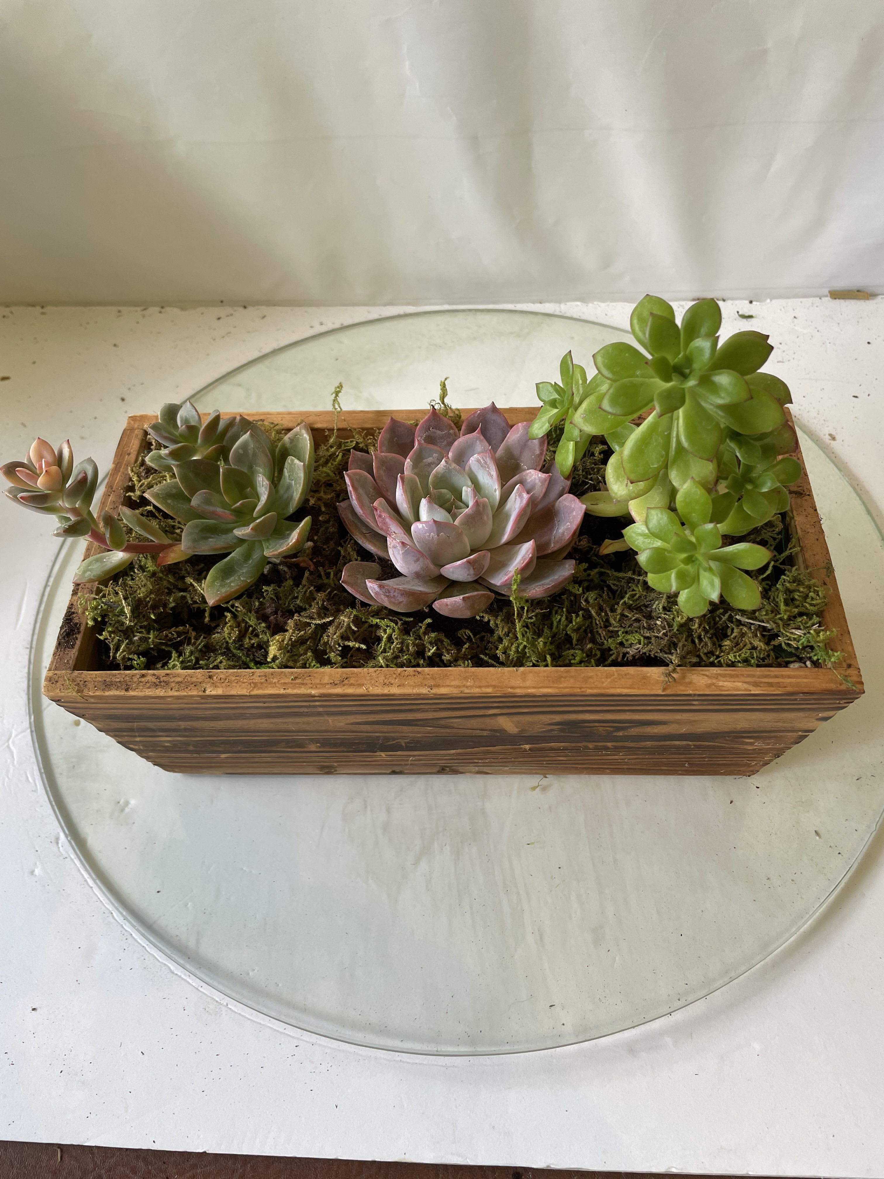 Rectangular wooden planter with assorted succulents and moss