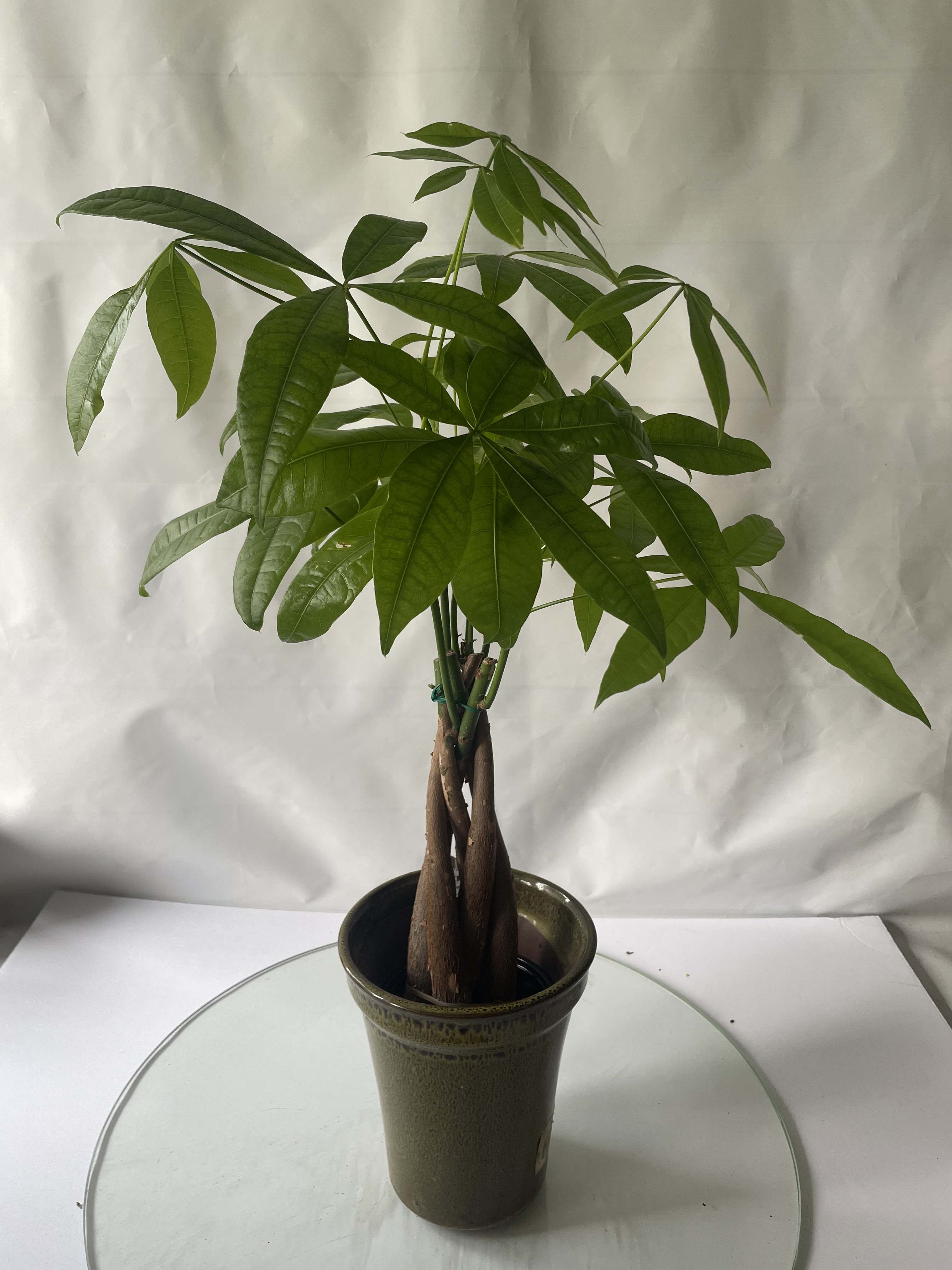 Potted money tree plant with braided trunk and broad green leaves