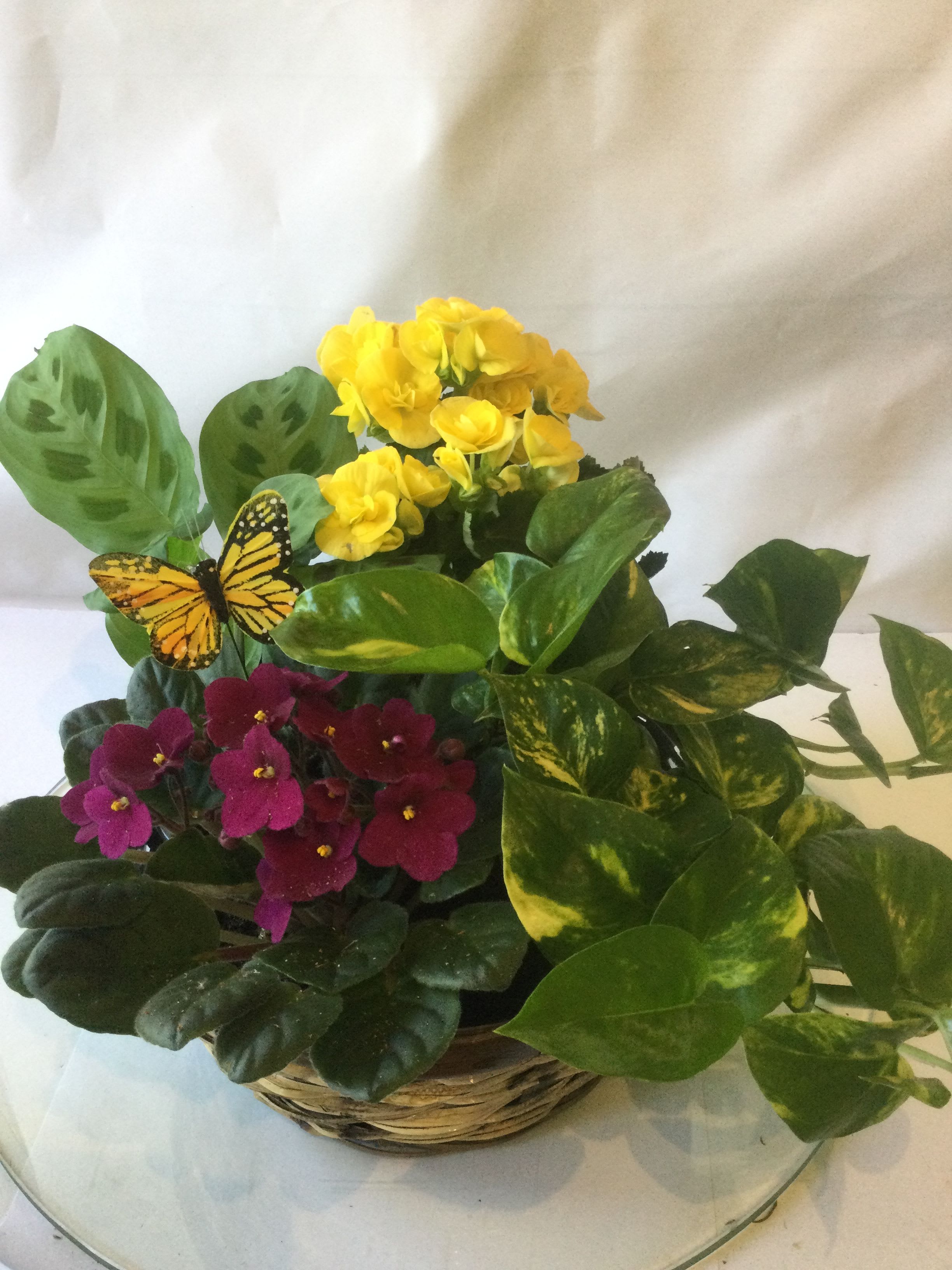 A Touch of Elegance Planter - This stylish container is filled with beautiful live plants. Perfect for many occasions. 