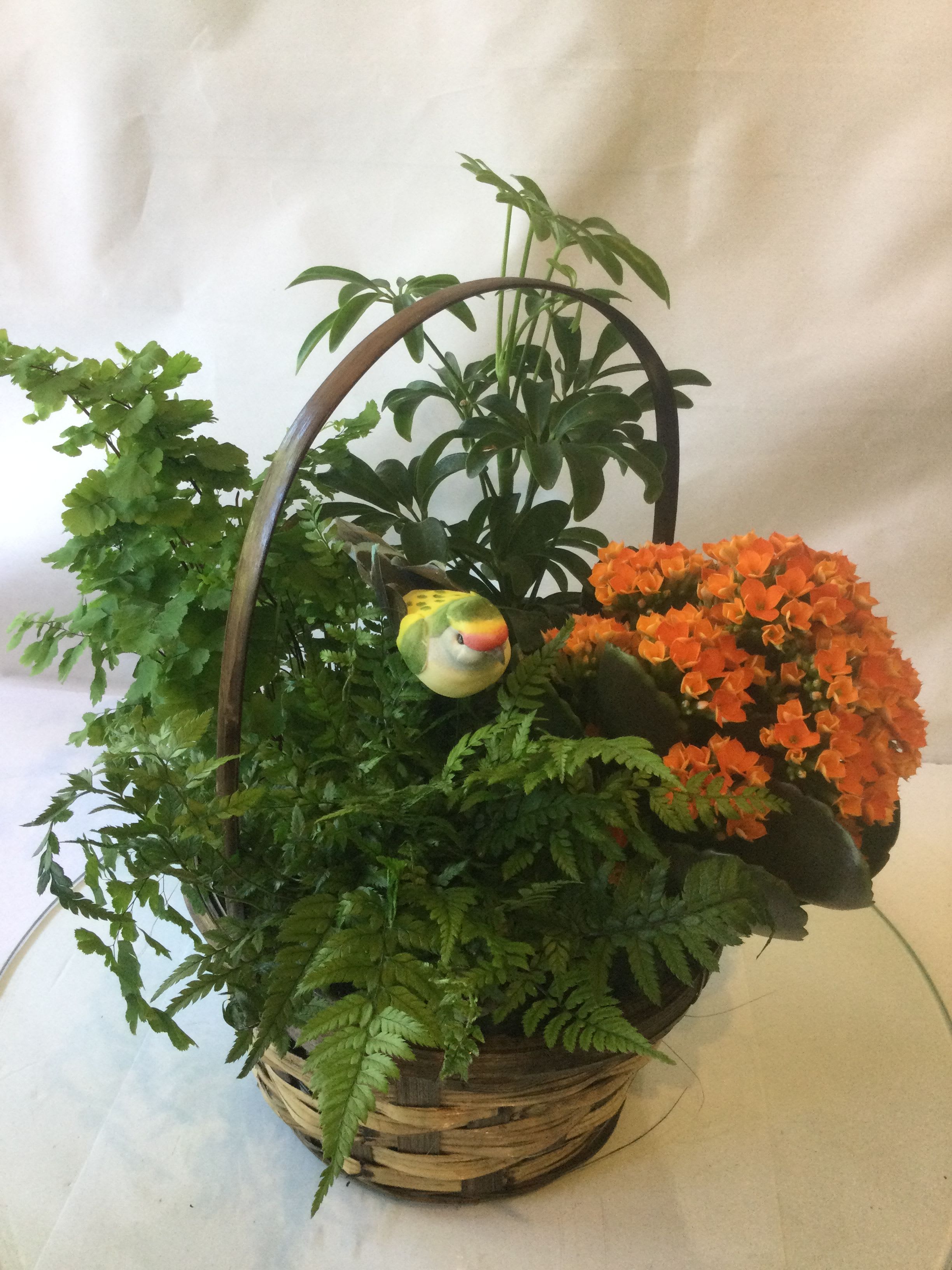 All Our Love Plant Basket - A gorgeous assortment of blooming and green plants arranged in an all natural basket. It makes a beautiful gift for many occasions! 
