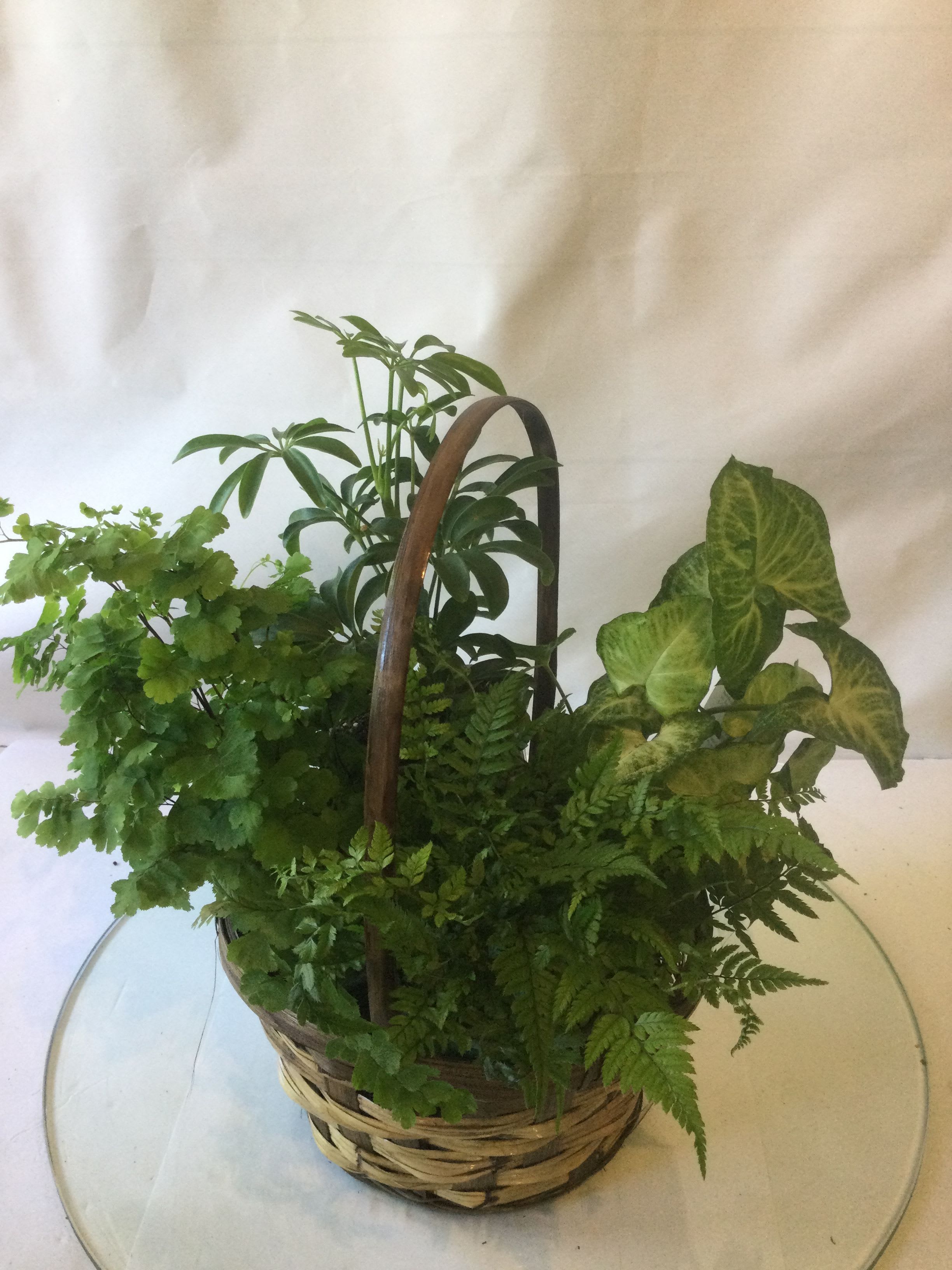 Basket of Love Plant Basket  - A variety of green plants in a beautiful basket is sure to bring joy to someone special today. 