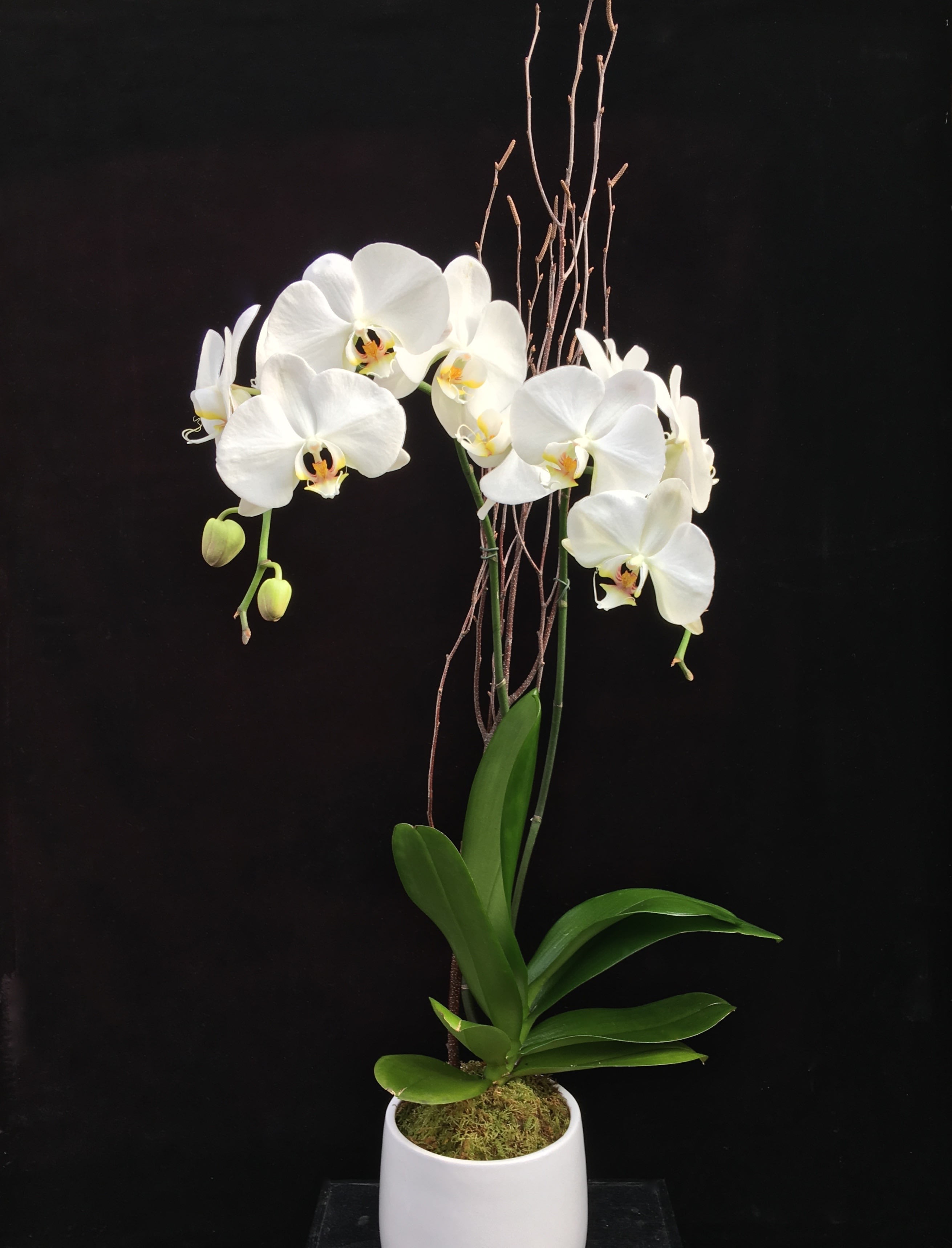 White orchid plant in a white pot with tall twig accents