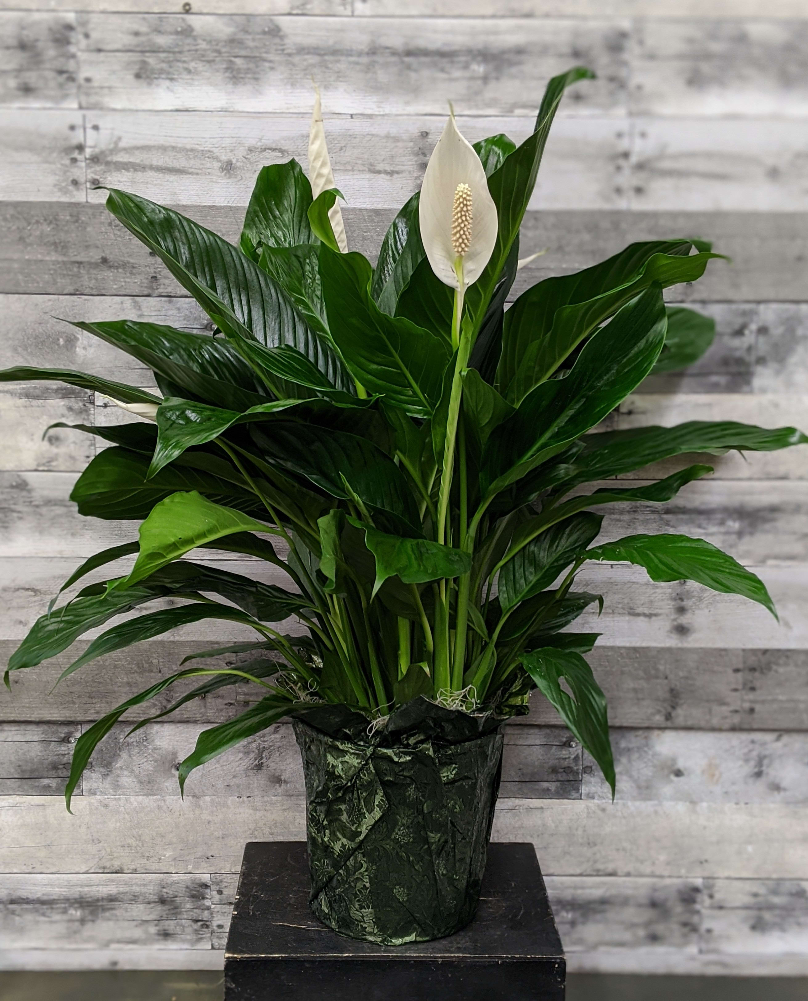Potted peace lily with white blooms and glossy green leaves
