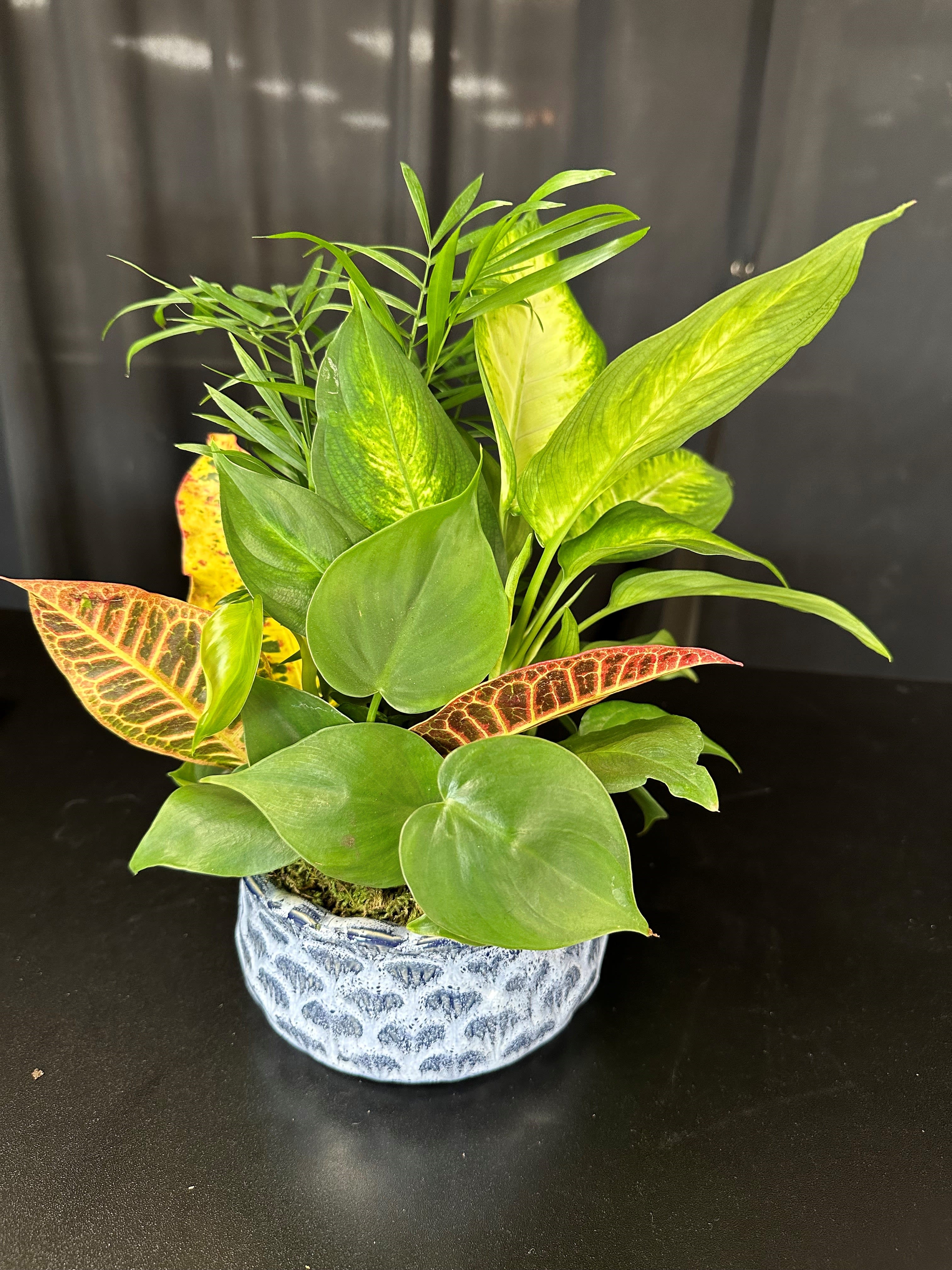Mixed green houseplant arrangement in a blue ceramic pot