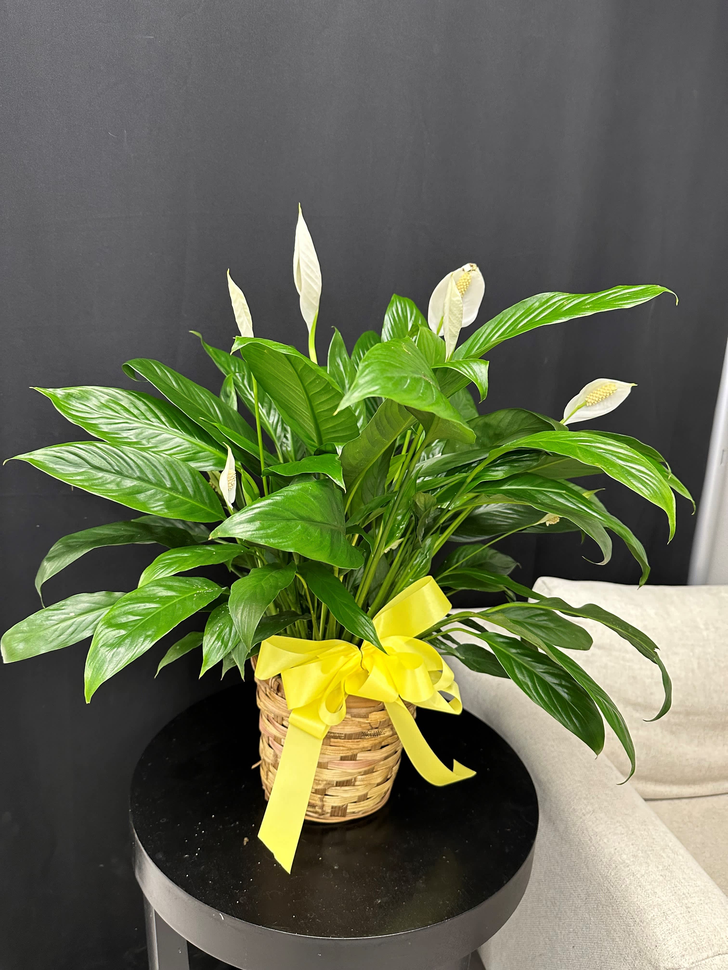 Peace Lily - The Spathiphyllum, or Peace Lily, is a timeless symbol of tranquility and serenity, making it the perfect gift for any occasion. With its elegant white blooms and lush foliage, this plant adds a touch of natural beauty to any space. Choose from our Standard 6" pot plant standing at 1 foot tall, our Deluxe 8" pot plant reaching 2.5 feet in height, or our Premium 8" pot plant showcased in a stunning wooden planter, offering a touch of sophistication to any décor. Let the Peace Lily convey your heartfelt wishes for peace and harmony to your loved ones.