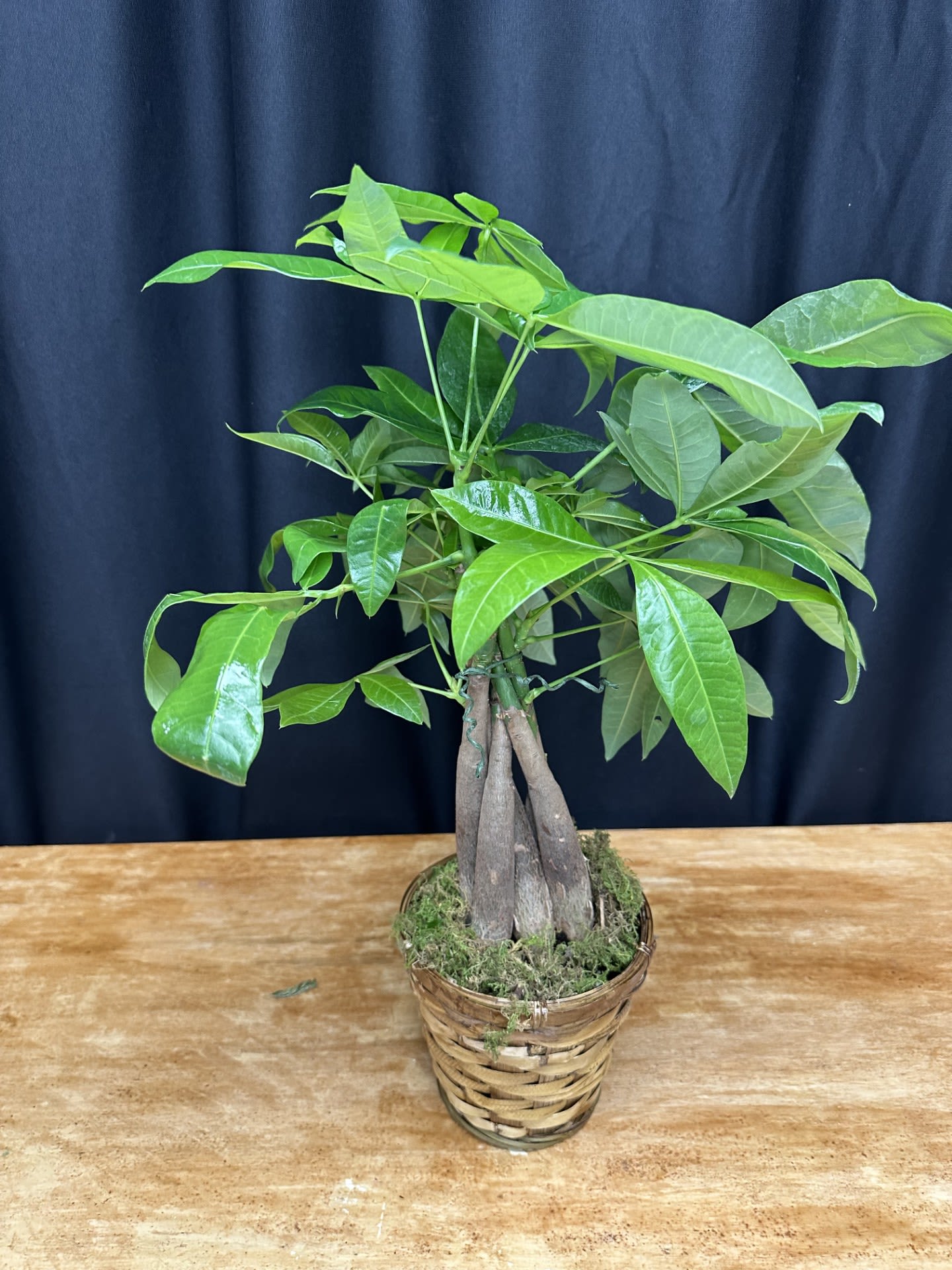 Potted money tree plant in a woven basket