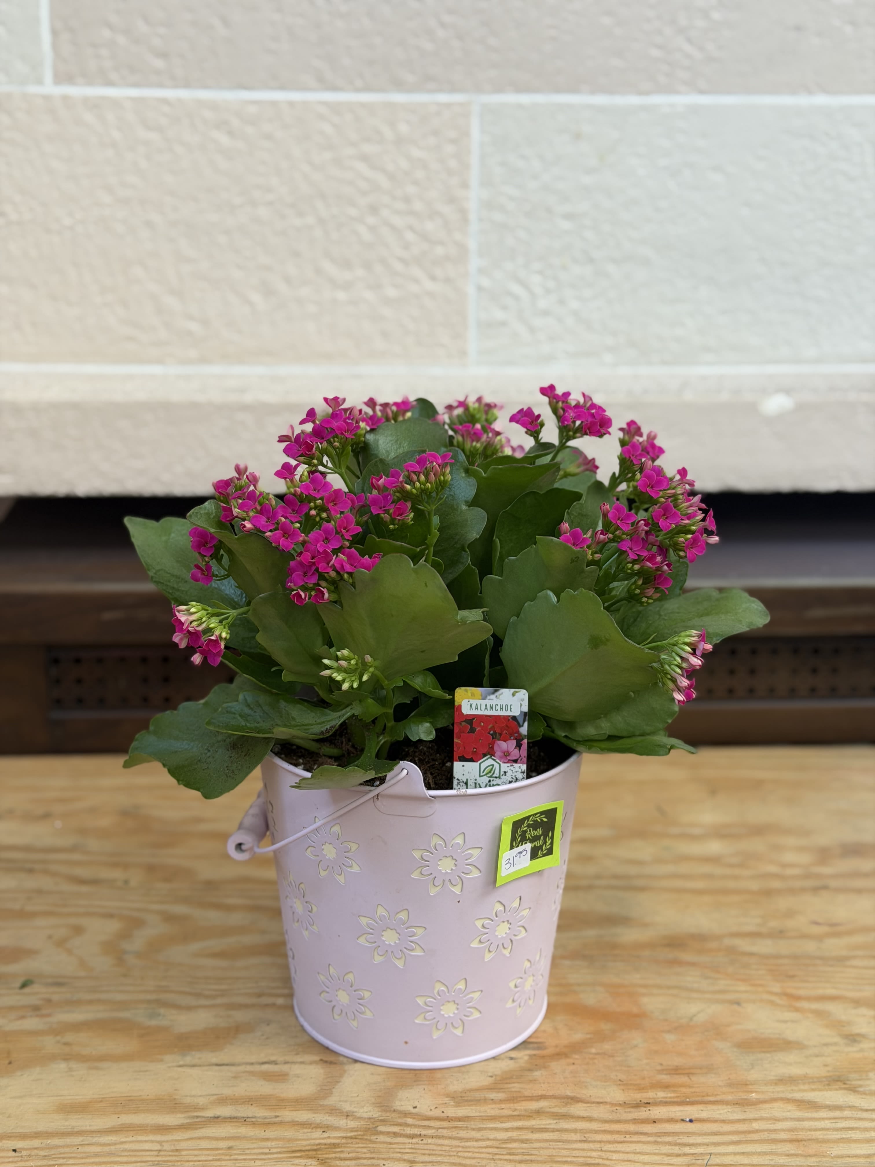 Flower Bucket Kalanchoe  - A 6" kalanchoe planted in a flower tin bucket.