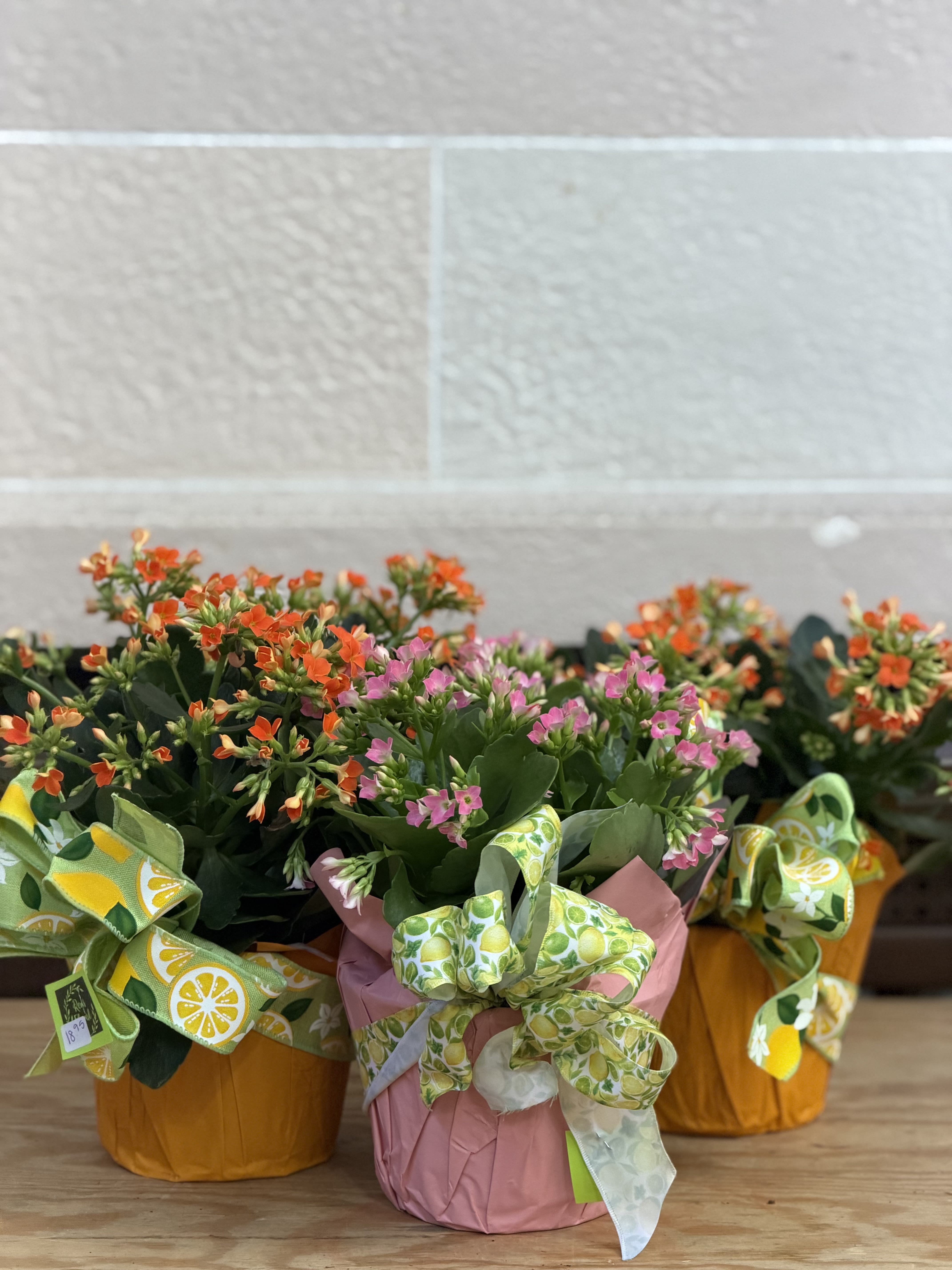 Summer Kalanchoe Special  - A 6" kalanchoe wrapped with a lemon bow.