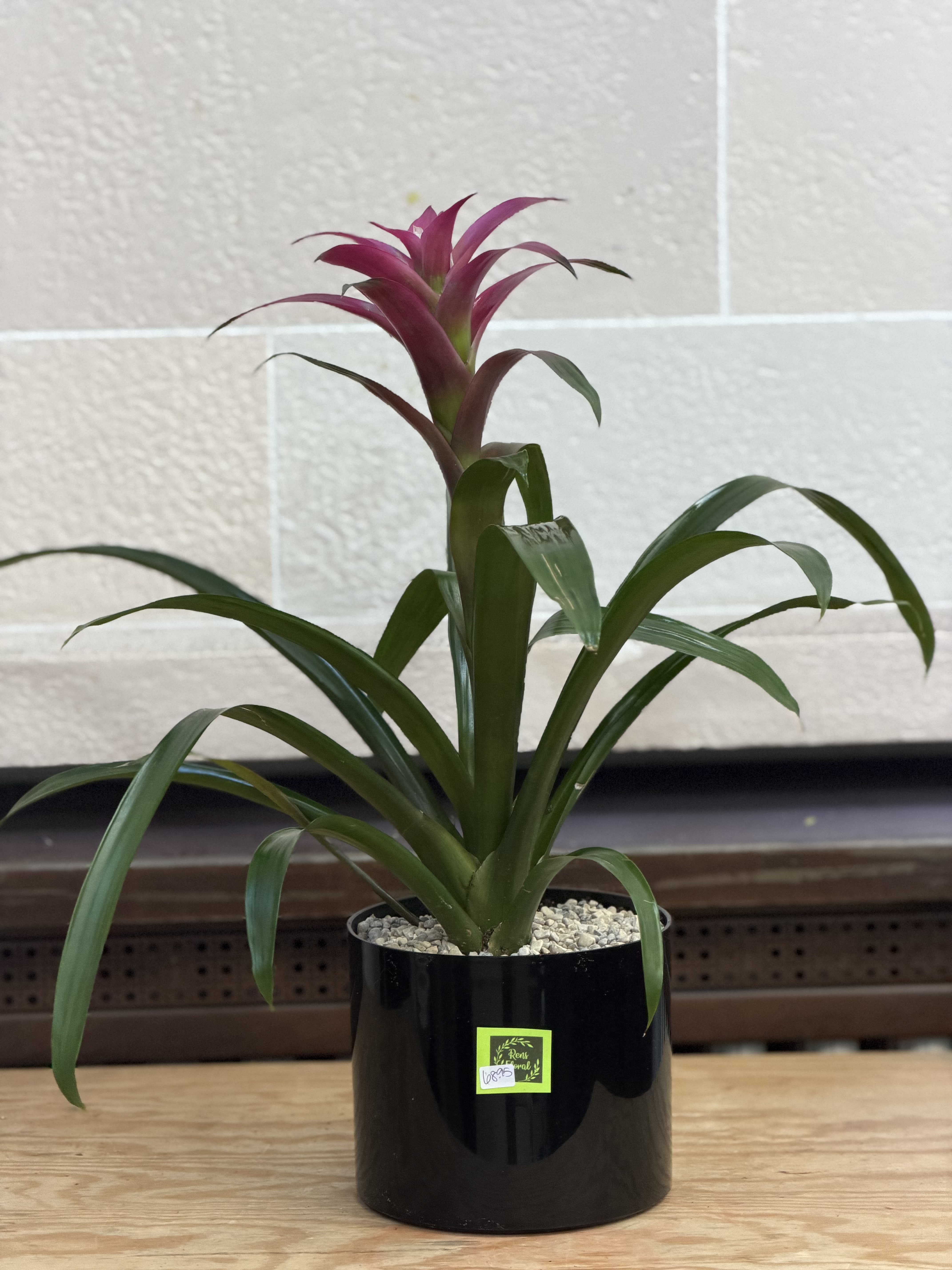 Black Pot Bromeliad  - A 6" bromeliad planted in a plastic black pot. 