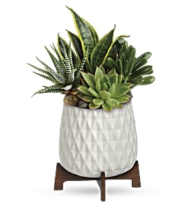 Succulent arrangement in a white textured pot on a wooden stand