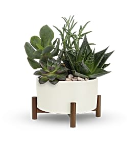 Potted succulent arrangement in a white planter on a wooden stand
