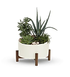 Potted succulent arrangement in a white planter on wooden legs