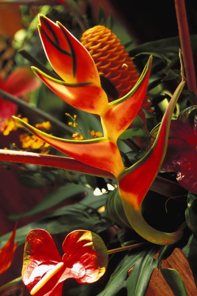 Tropical arrangement with orange-red heliconia and an orange cone-shaped bloom