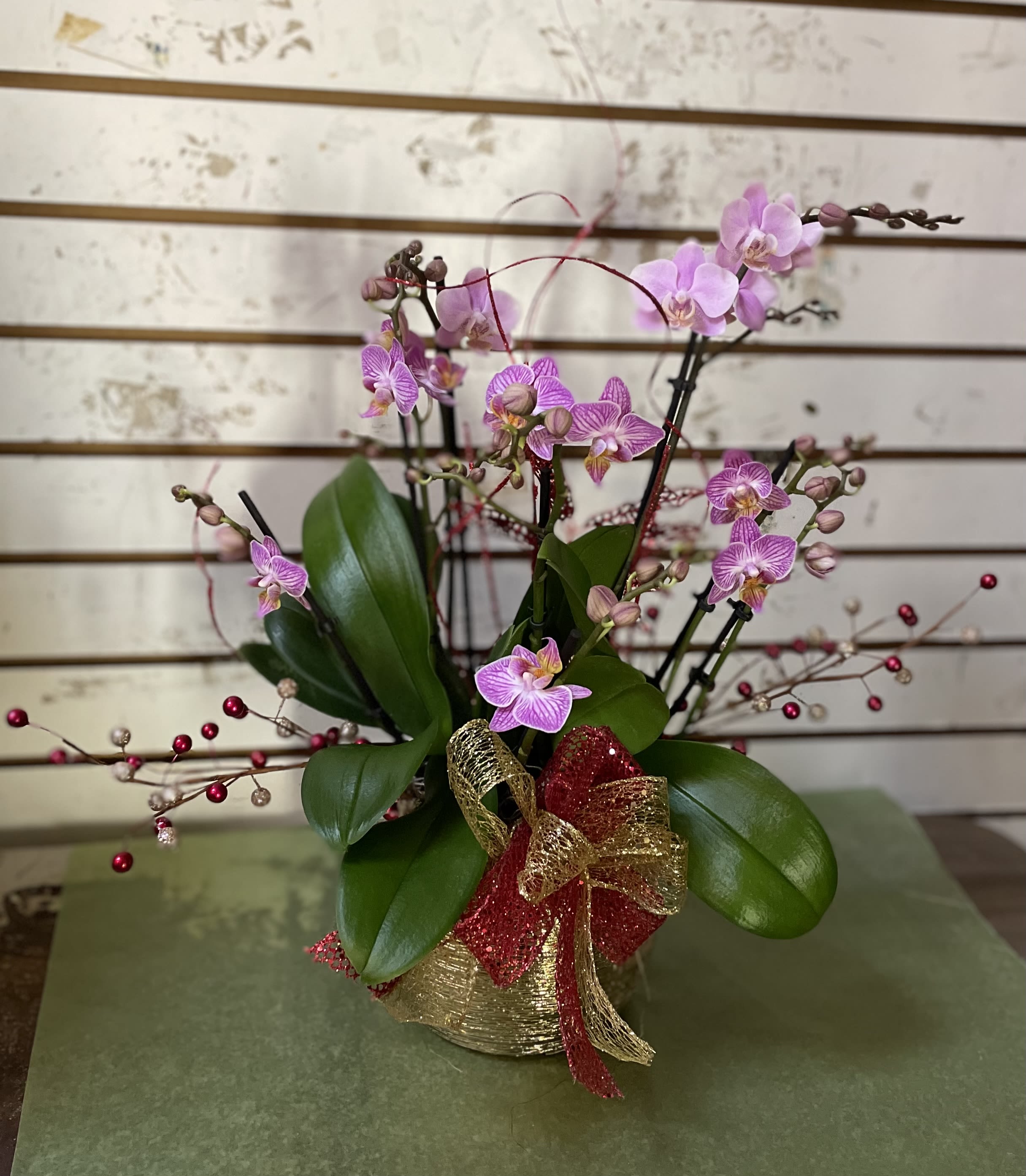 Pink orchids in a gold pot with a red and gold bow