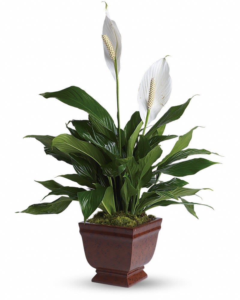 Potted peace lily with two white blooms in a brown planter