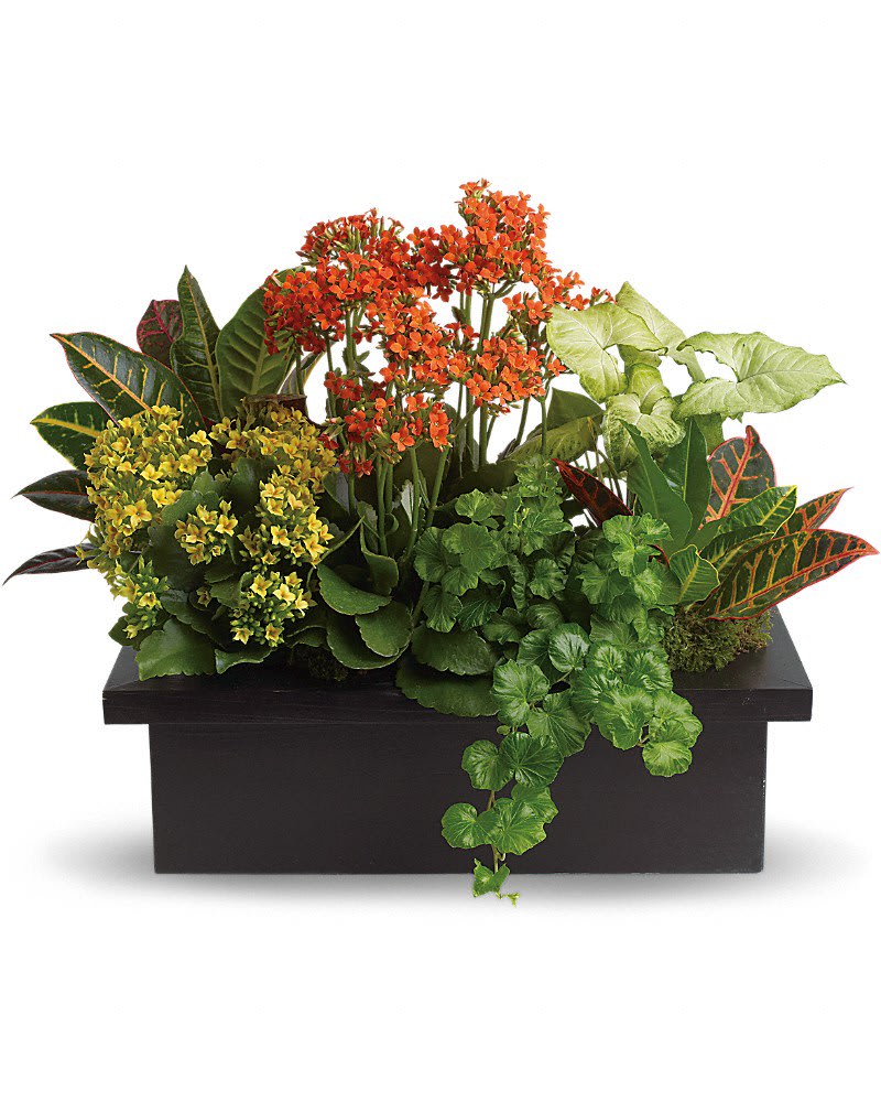 Mixed potted plants arranged in a black rectangular planter