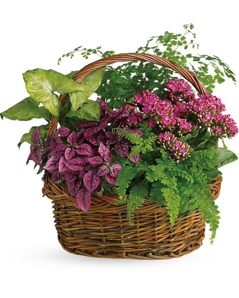 Wicker basket filled with pink flowering plants and green foliage