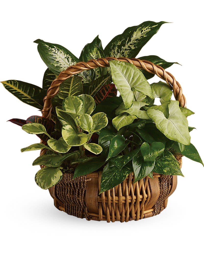 Basket of assorted green houseplants with a woven handle