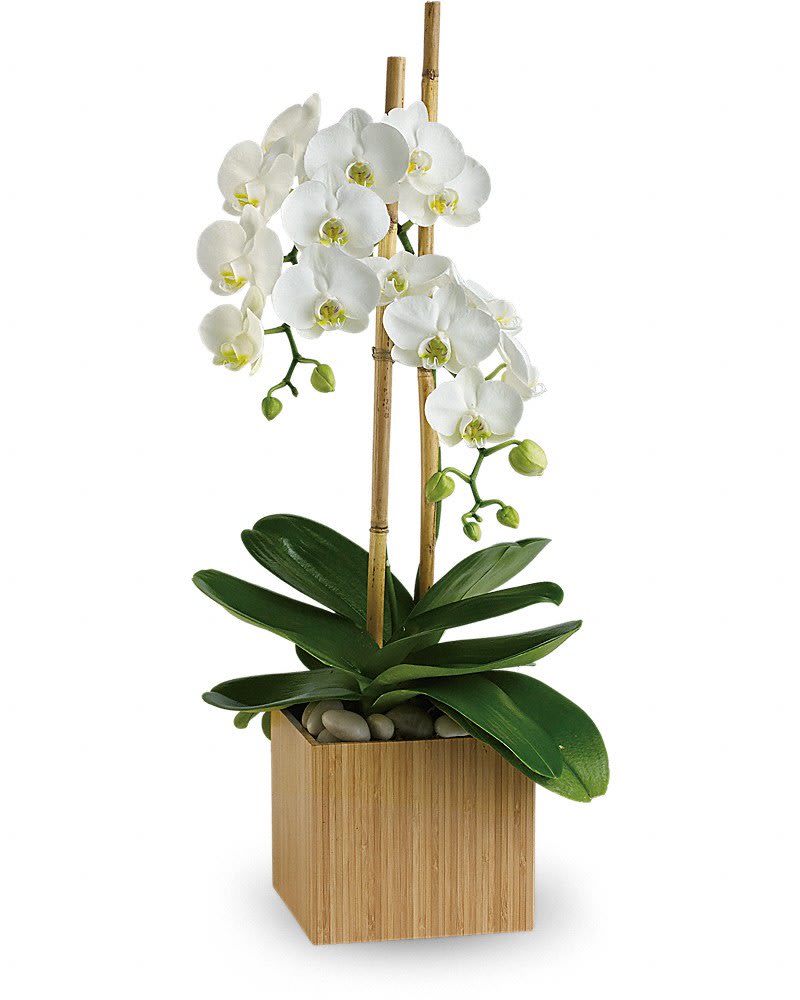 White orchid plant in a wooden cube planter with bamboo stakes