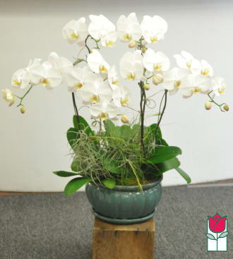 White orchid arrangement in a green ceramic pot
