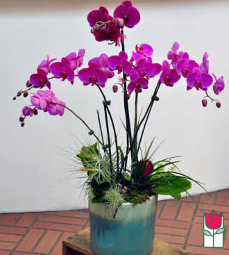Purple orchid arrangement in a blue ceramic pot