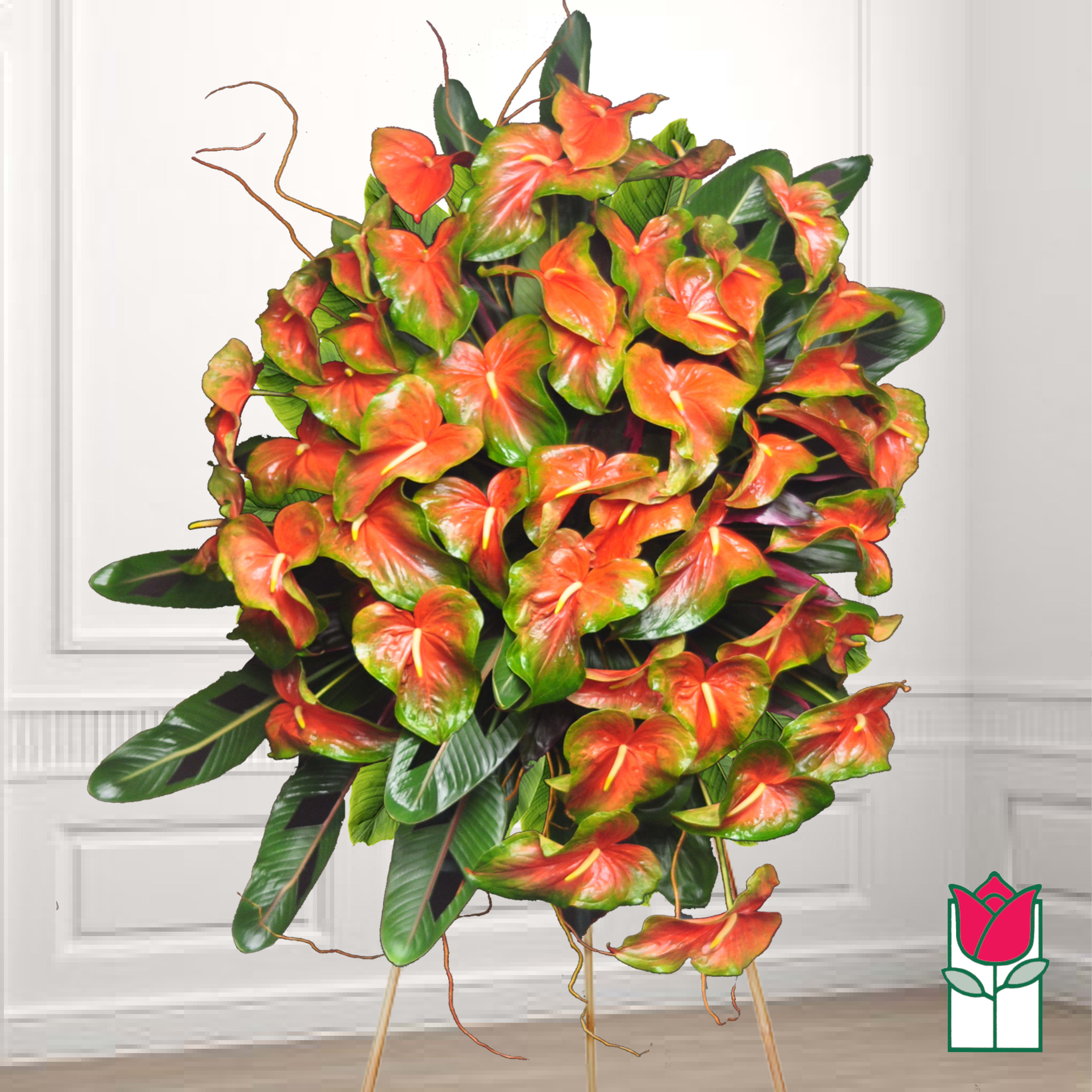 Large arrangement of orange anthuriums with glossy green leaves