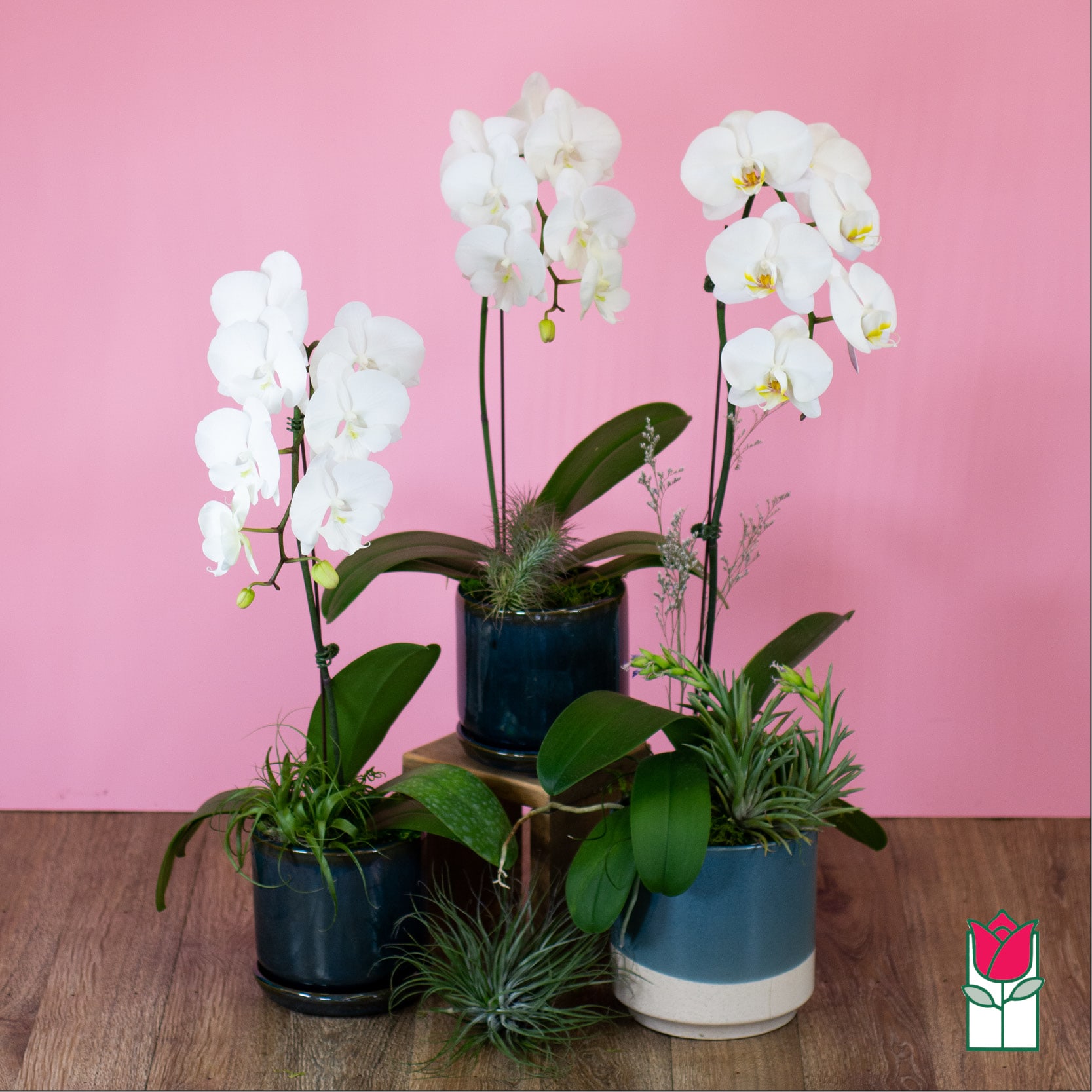 White orchids in blue pots with small air plants