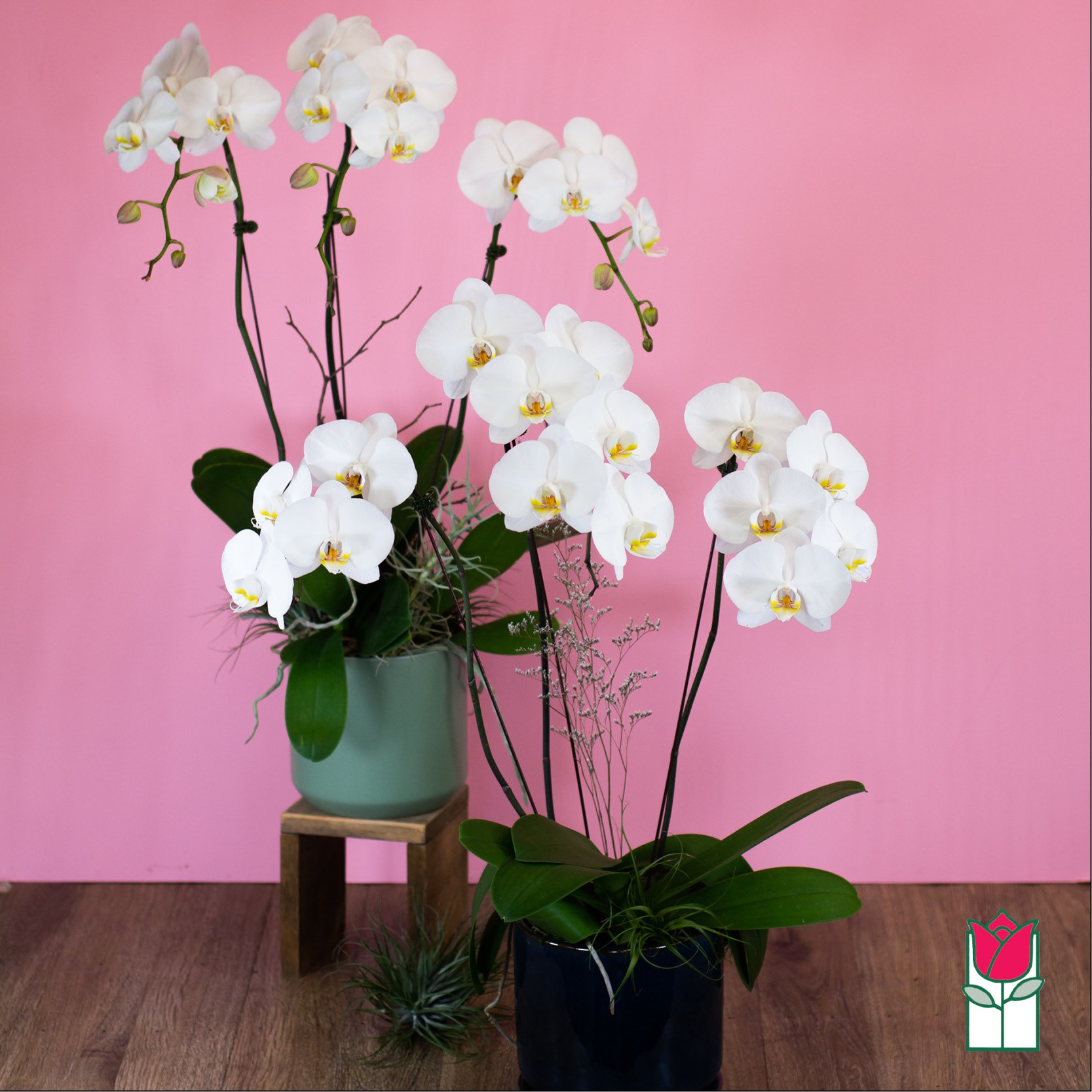 White orchid arrangement in two pots against a pink background