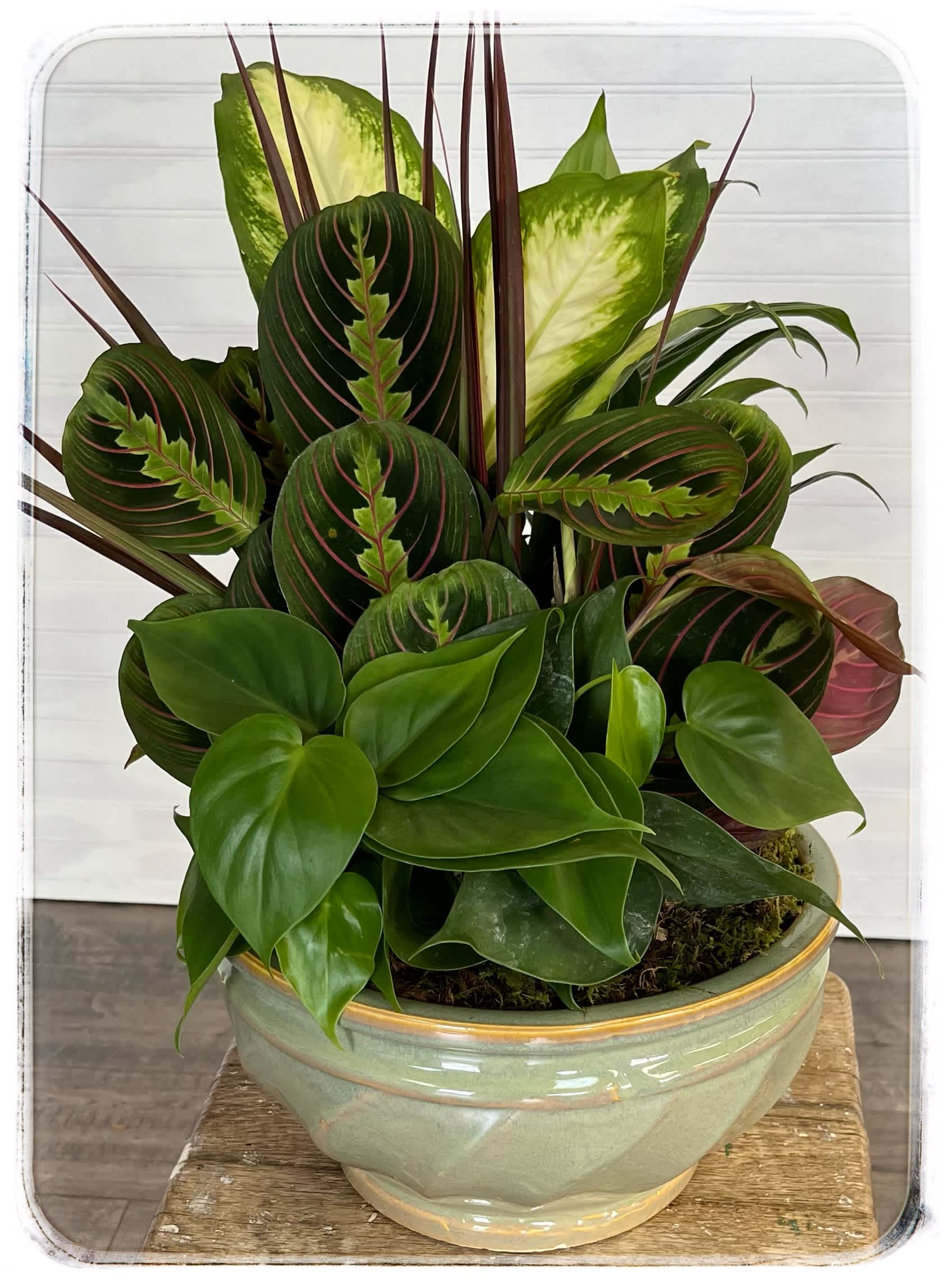 Mixed green houseplant arrangement in a ceramic bowl