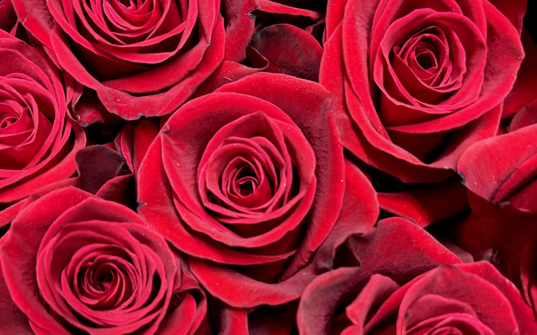 Close-up of tightly packed red roses