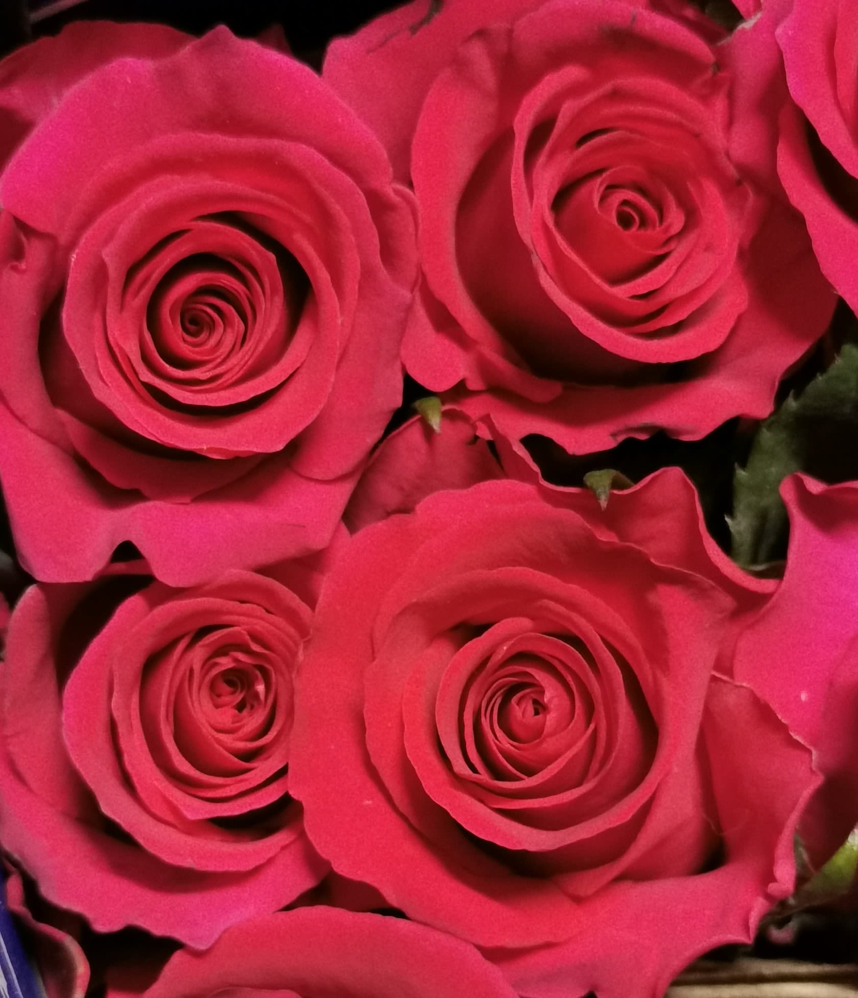 Close-up of bright pink roses clustered together
