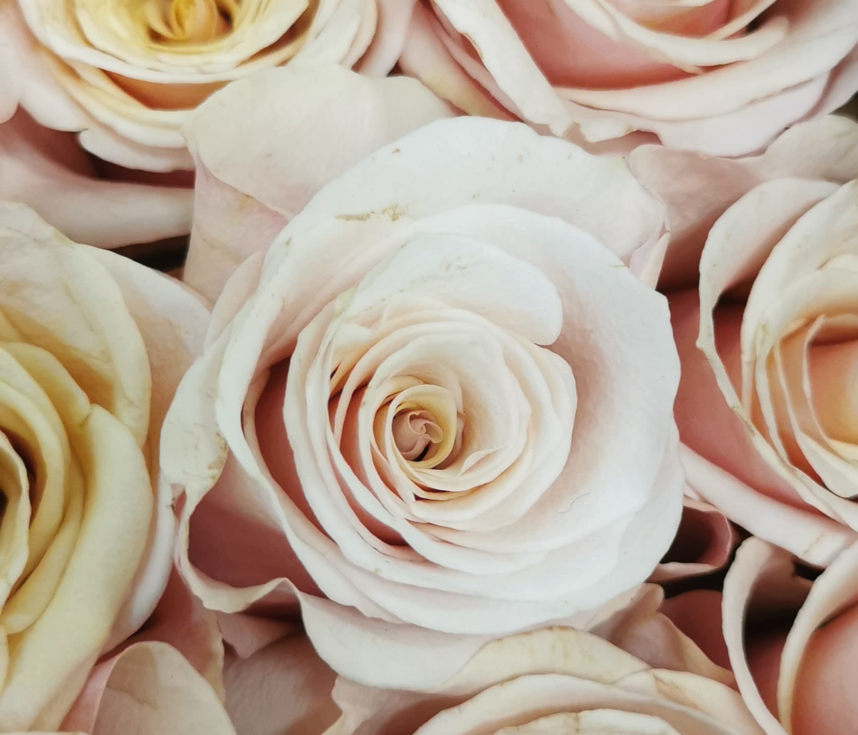 Close-up of pale blush and cream roses