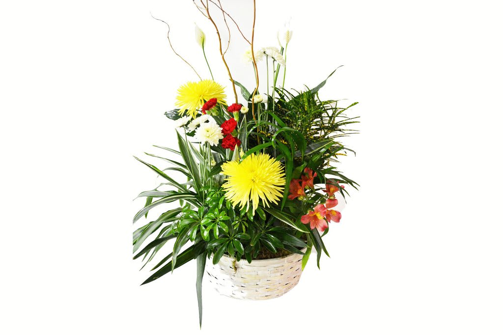 Sympathy Green Planter With Fresh Flowers - This simple basket is a lovely and appropriate piece for a sympathetic occasion. The greenery basket includes fresh flowers and curly willow. Product availability varies. 