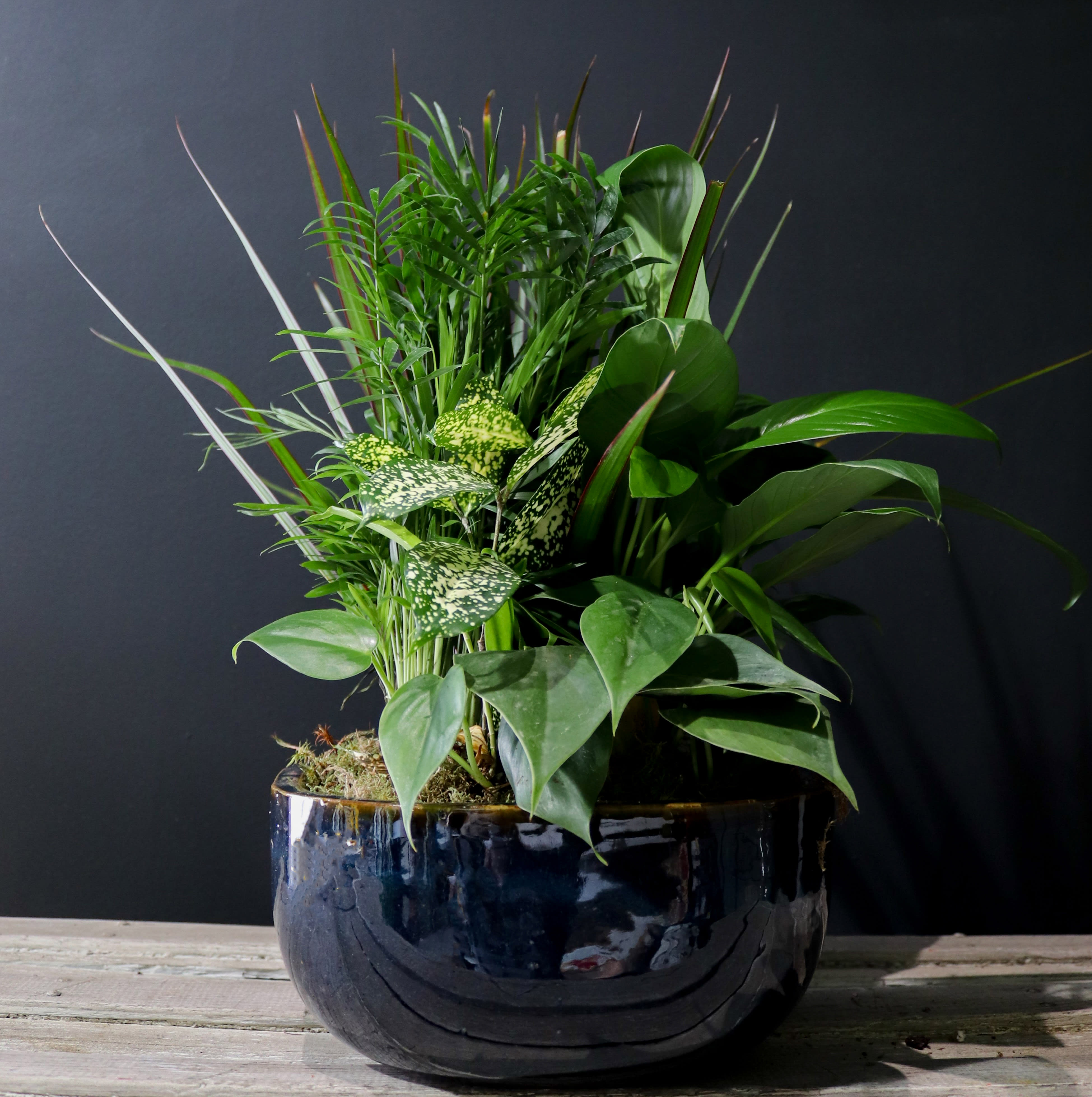 Lush green plant arrangement in a glossy dark ceramic bowl