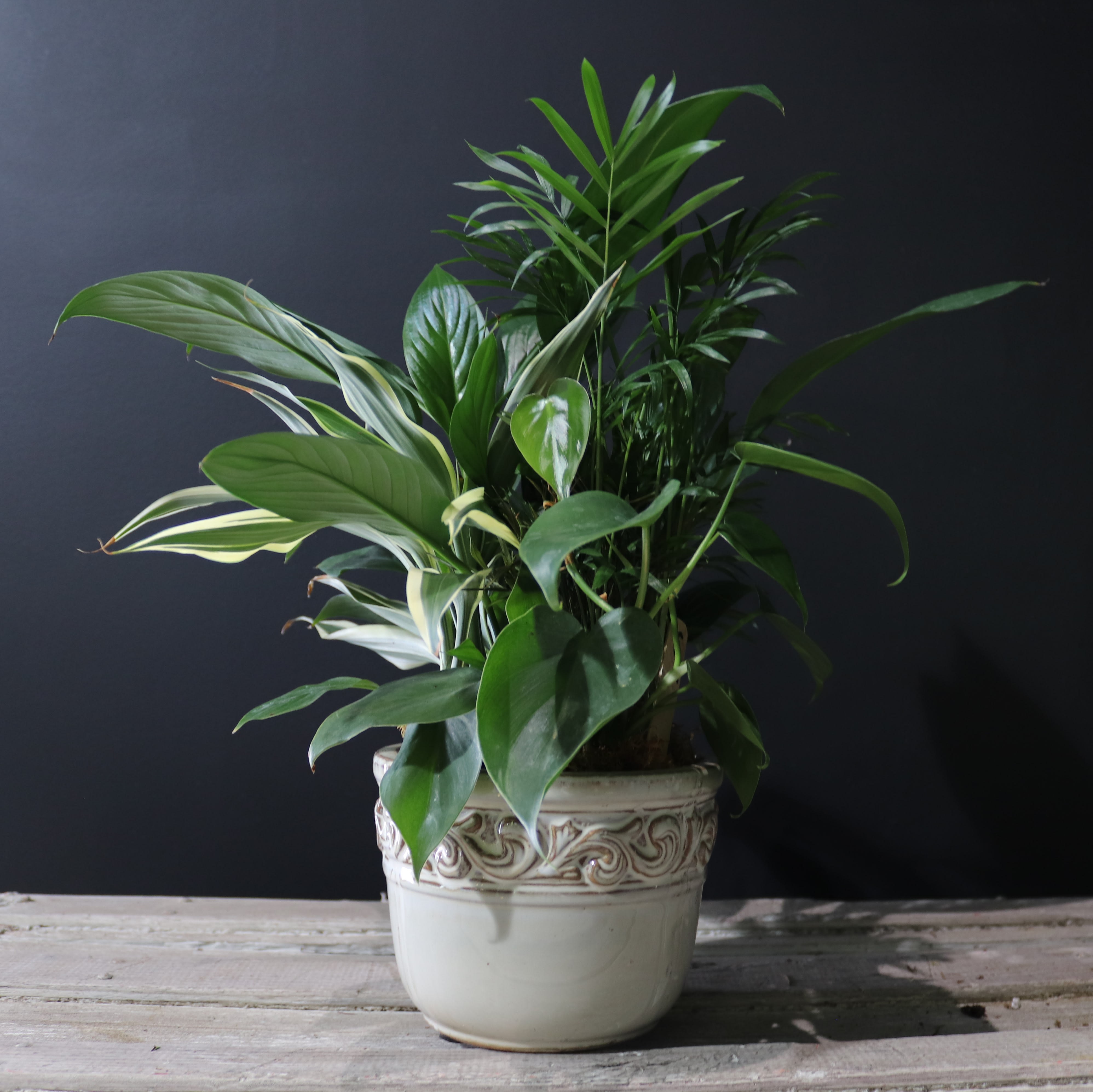Potted green houseplant arrangement in a decorative ceramic pot