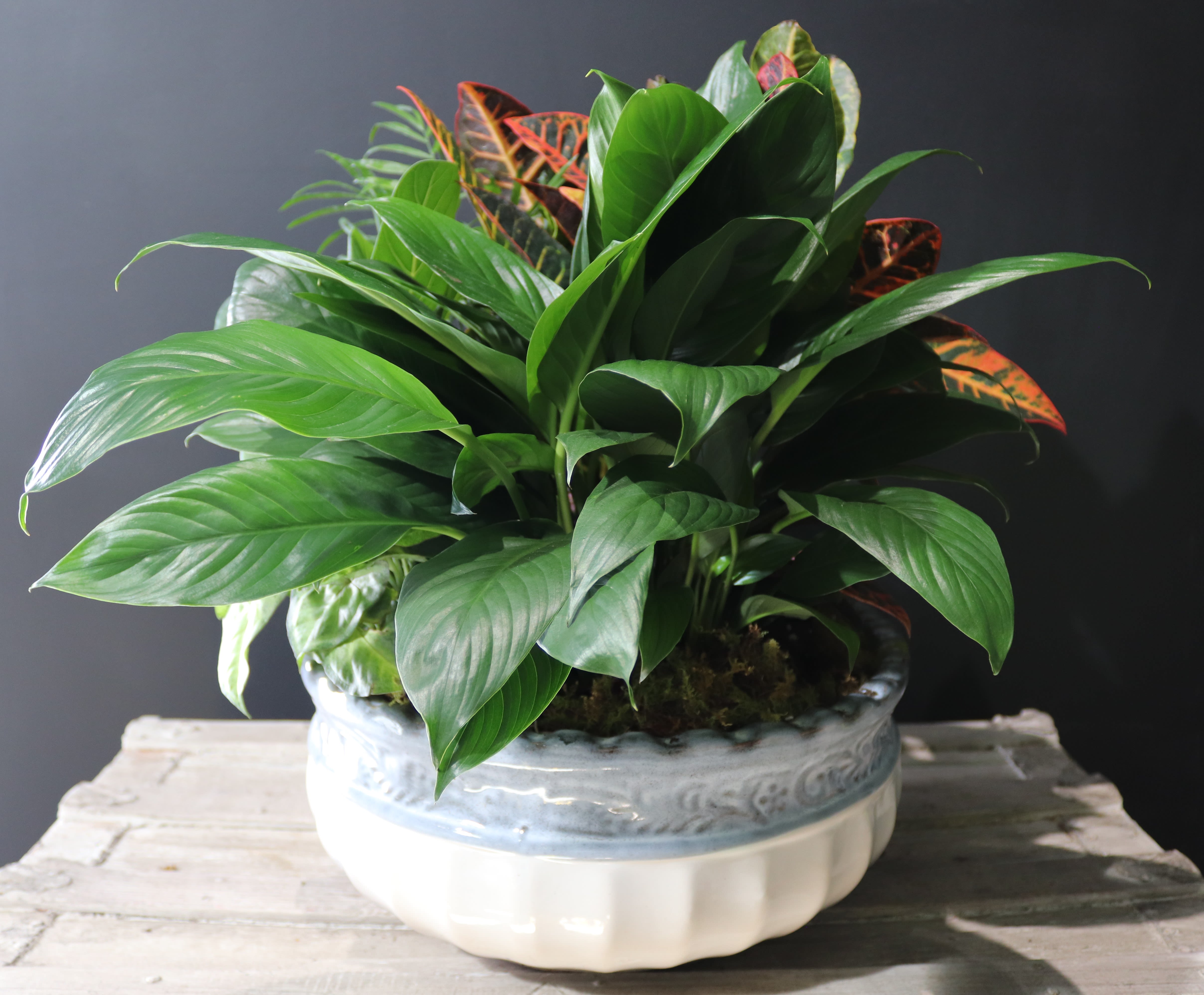 Potted leafy plant in a white ceramic bowl