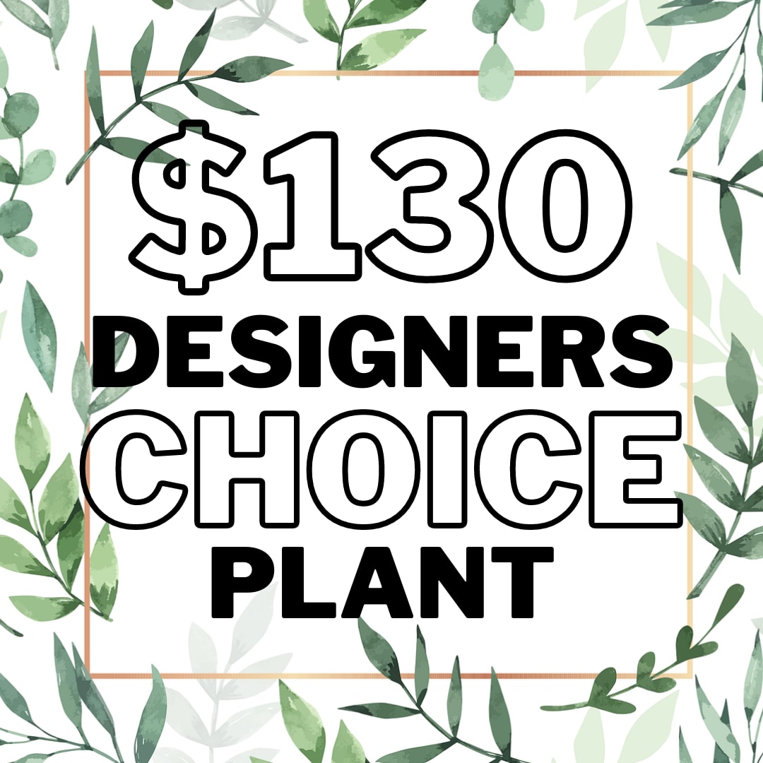 Graphic sign reading "$130 Designers Choice Plant" with leafy border