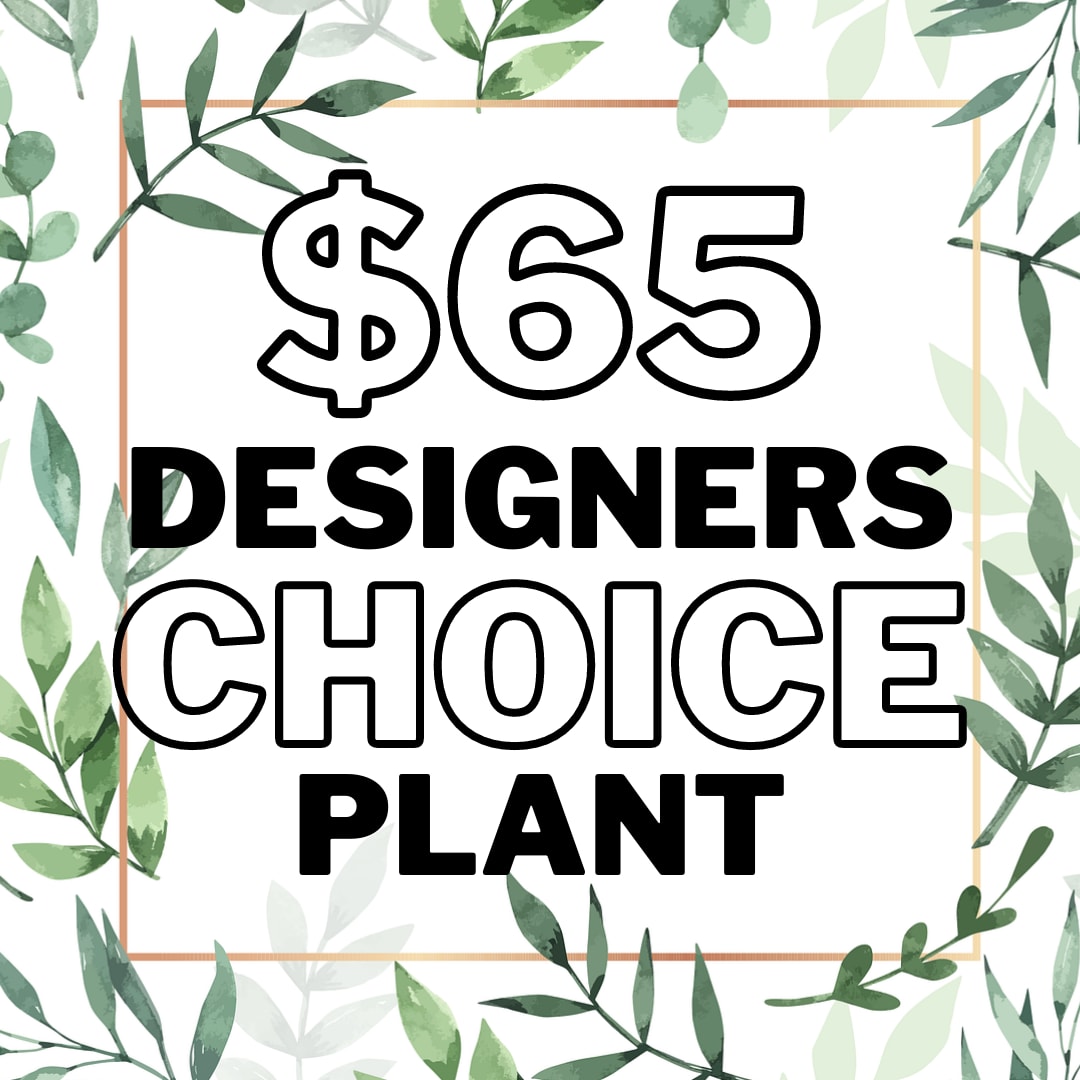Graphic sign reading "$65 Designers Choice Plant" with leafy border
