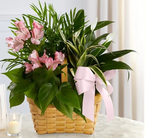 Basket of mixed green plants with pink flowers and a pale pink bow